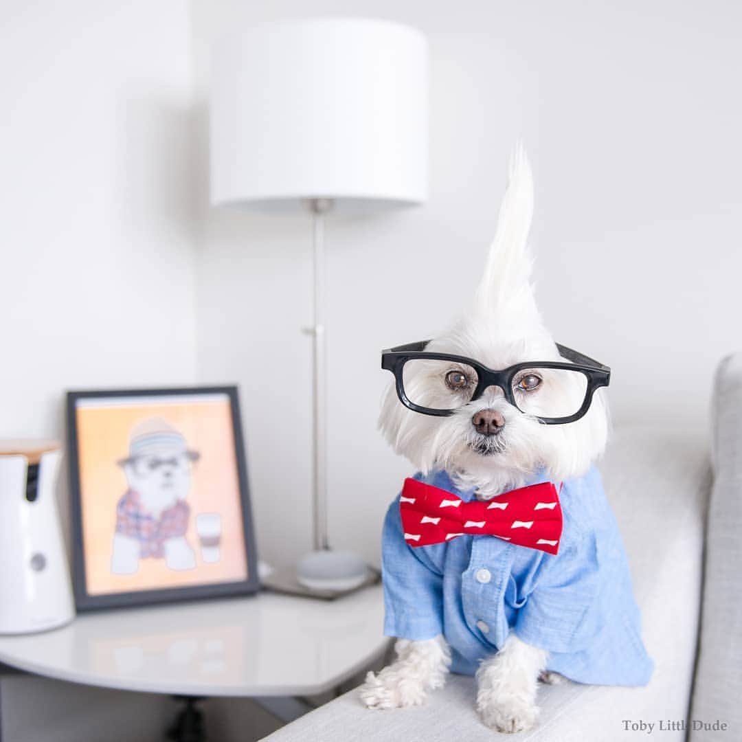 Toby LittleDudeのインスタグラム：「A gentleman can never have too many bowties.  Through thick and thin, your furry bud will always have your back. Now it's our turn to show some love with the #BuddyBowtie.  This year, @budweisercanada has partnered with the SPCA and Humane Society to transform the iconic Budweiser Bowtie into a symbol of support for our favourite 4-legged, furry friends! What's even better is that 100% of the proceeds will go directly to the BCSPCA to help dogs find a new friend and a home. Bowties are available for purchase on shopbeergear.ca (link in bio) for $15.」