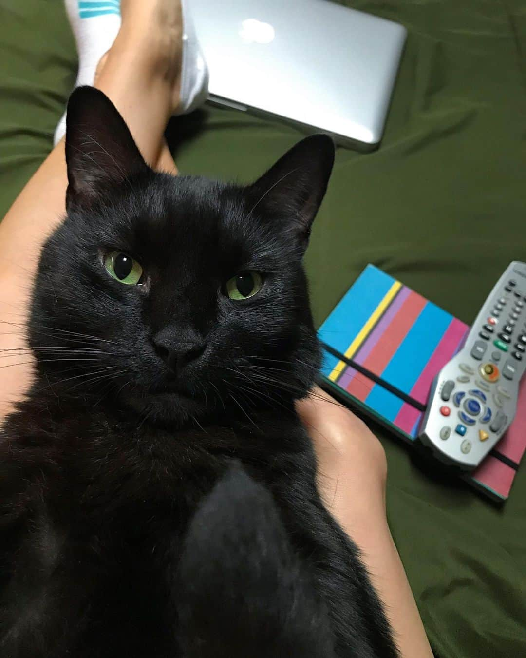 セルジオさんのインスタグラム写真 - (セルジオInstagram)「A little journaling, Netflix and gazing into mom’s eyes on this Sunday afternoon. #mycurrentsituation #sundaychill 📘💻😍 . . #sweetbean #beanie #mamasboy💙 #sweetcat #lapcat #blackcats #blackcatsofinstagram #catsofig #catsofinsta #catslife #spoiledcats #happycatclub #happycats #cutecats #myfurbaby #catmomlife #whorescuedwho #rescuedcats #catsinbed #boop #netflixandchill #9gagcute #meowed #boopmynose #igcats #igkitty #ellenratemycat #handsomecat」8月19日 1時40分 - monkandbean