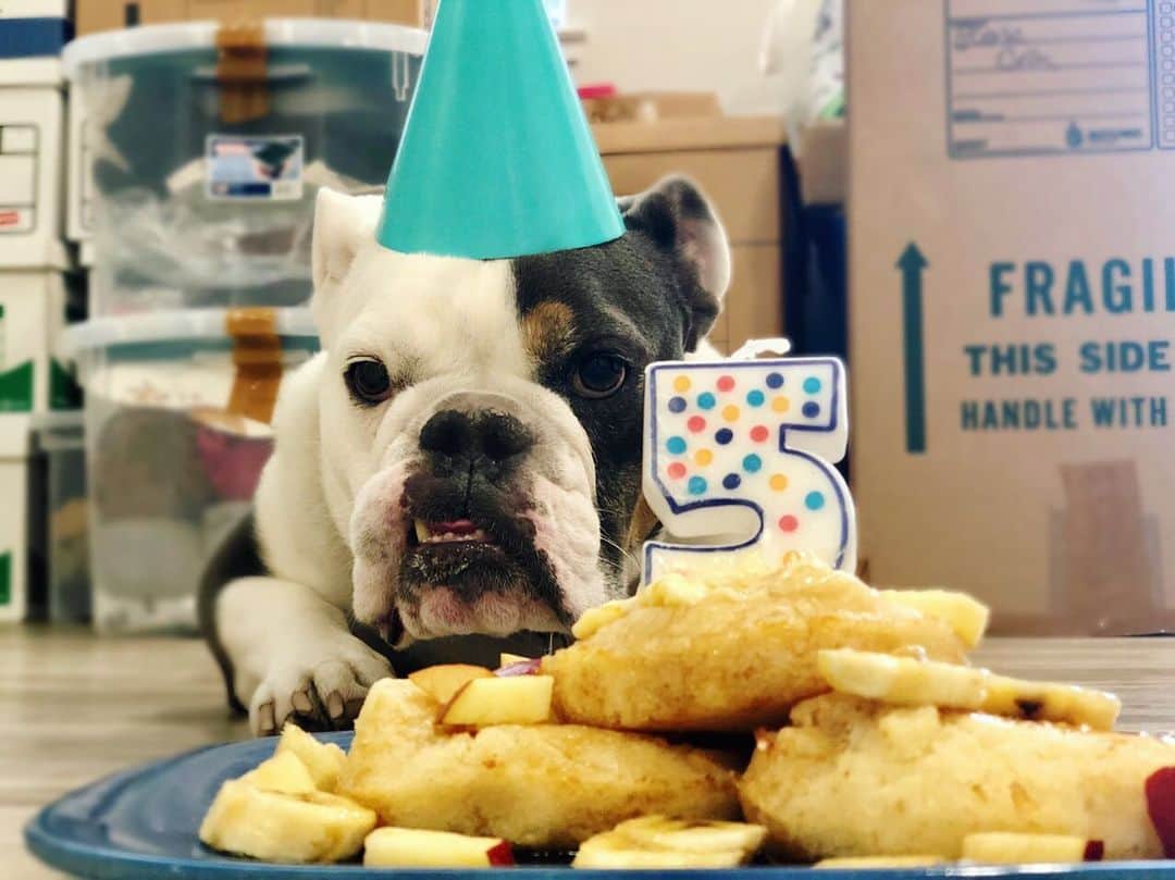 Bodhi & Butters & Bubbahのインスタグラム：「Happy birthday baby Butters!!! 🎉🎉🎉Even though we are in the process of moving 🏡➡️ mom still made you birthday pancakes 🥞 and tonight you’ll get an extra special treat 🙊 thank you and your first momma @yourkompas for changing my life for the better ❤️ . . . . . #bulldog #birthday #boy #happybirthday #happy #food #vegan #healthy #mylove #dogsofinstagram」