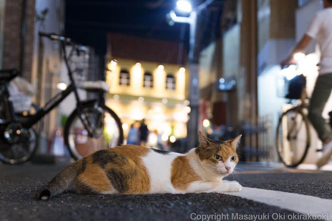 Masayukiさんのインスタグラム写真 - (MasayukiInstagram)「線上のおほね。  #cat #ねこ」8月18日 20時28分 - okirakuoki