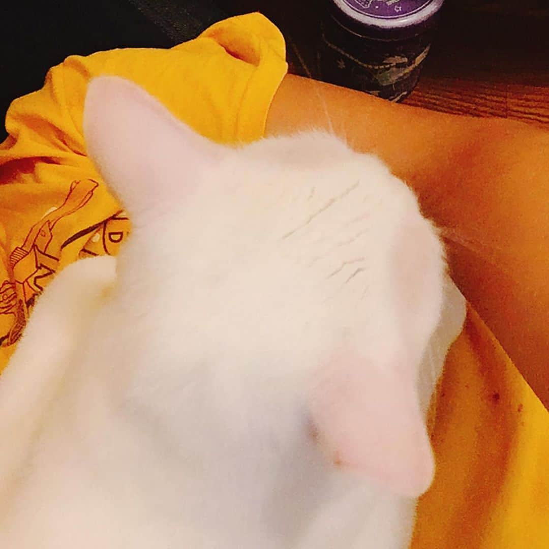 金巻ともこさんのインスタグラム写真 - (金巻ともこInstagram)「暑いよ。一緒にいる時のハクはちょっと分離不安のあるメンヘラ系です。帰ってきた時とかお客様来た時もメンヘラ系ですけども。 #kurohakuchai #cat #猫 #白猫 #whitecat」8月18日 20時38分 - tomotomoco
