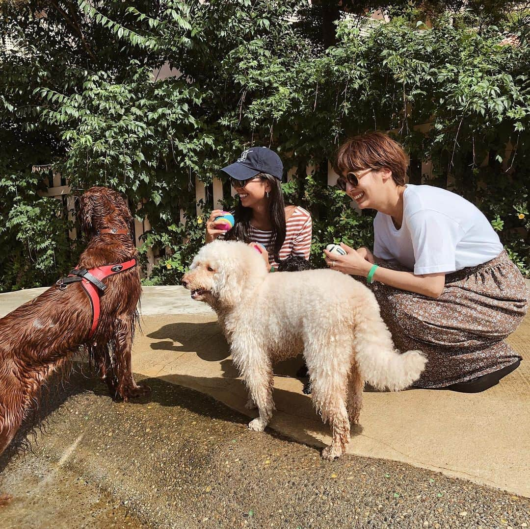 鈴木詩織さんのインスタグラム写真 - (鈴木詩織Instagram)「@ishidakazuho とドッグランへ🐶 . リリーとコドちゃんやっと会えたよ〜❤︎ なかよく水遊びやボールで遊んでました🥰 . リリーははしゃぎすぎて家帰ってきてからずっと休んでた🤣 また遊びたいなー🐶 . . . . . #dogstagram#dog#dog🐶#irishsetter#puppy#puppygram#doglover#doglovers#ilovemydog#ilovemydogs#lovedog#わんちゃん#アイリッシュセッター#アイリッシュセター#いぬすたぐらむ#大型犬#ペット#わんこ#犬好きな人と繋がりたい#犬のいる暮らし#ポートレート犬#わんこ部#강아지그램#강아지」8月18日 20時42分 - shiorin0802suzuki