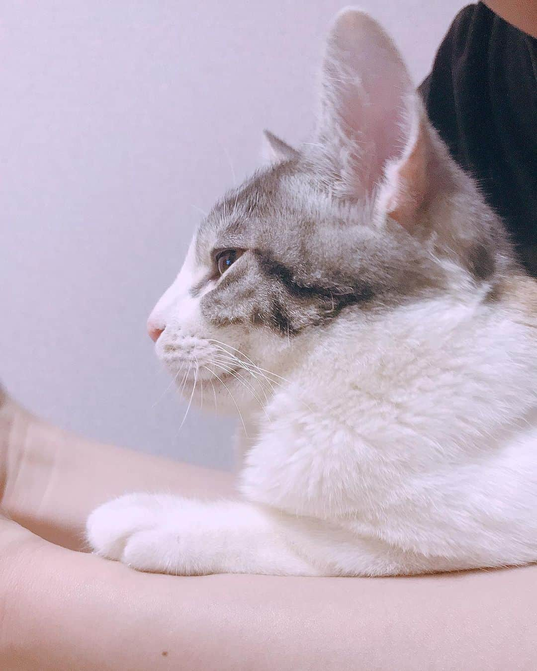 かおるさんのインスタグラム写真 - (かおるInstagram)「昔の写真でもあげようかねぇ🐈 一緒にYouTube見てるちゃむち🐈 옛날 사진이나 올릴까보다~~🐈 같이 유툽 보는 참치🐈」8月18日 20時58分 - kaoru91819