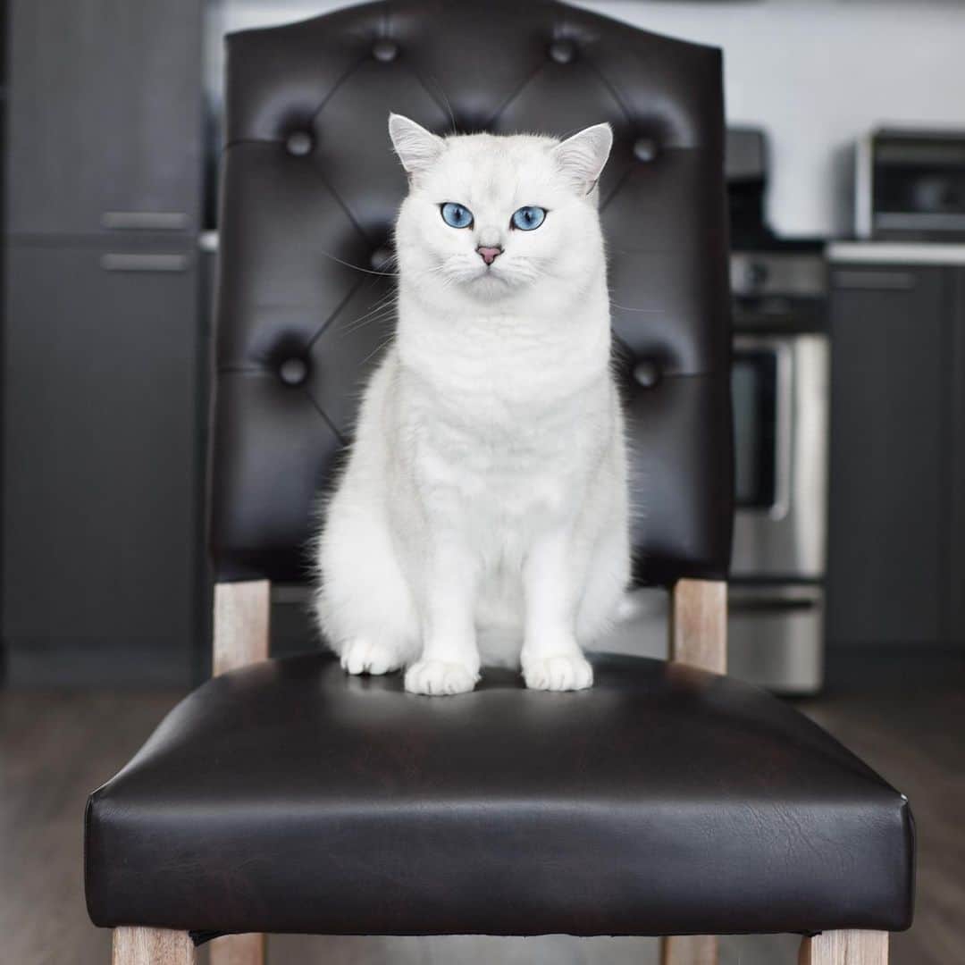 コビーさんのインスタグラム写真 コビーinstagram I King Coby The First Hereby Mandate That