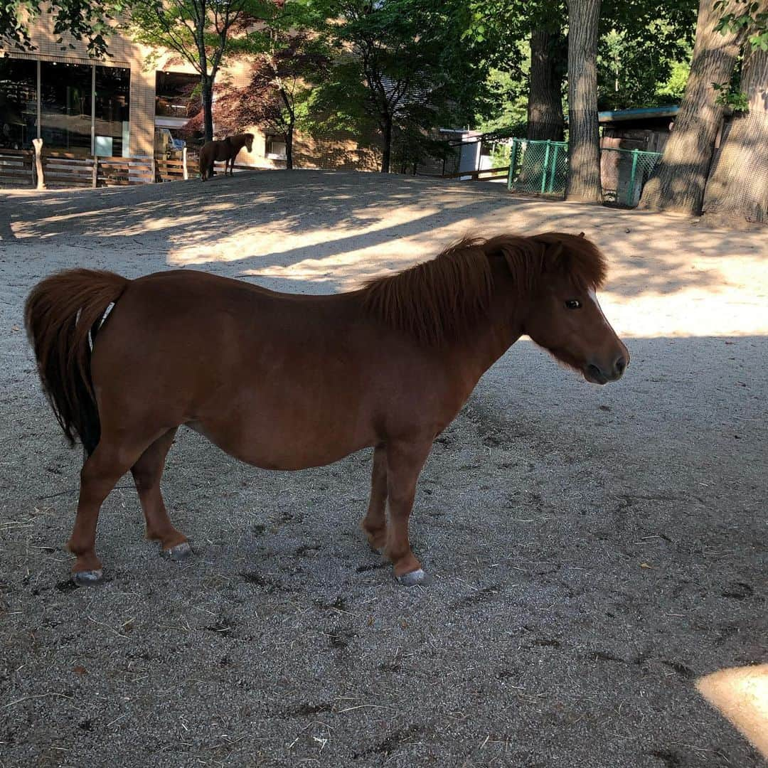 西尾夕紀さんのインスタグラム写真 - (西尾夕紀Instagram)「円山動物園🦁🐘🐒 北海道で 大変お世話になっている 菊地部長さんに 連れて行ってもらいましたぁー🦁  なんて動物達は 可愛いいのでしょうか。  たくさん癒されました😉  パネル映え専門の 山口マネージャー‼️ 今回は、動物探検隊に変身よ😆 得意げな表情ですっ🤨  そして…。 夜は、喜多乃寿司さんへ。  こちらもお刺身&にぎり🍣 贅沢なお品ばかりです😋  美味しかったぁー😆  ここ最近気温の変化などで 胃腸&喉を崩し中😅だったから お酒は4日呑んでない😅  明日からは 北海道キャンペーンが始まります‼️ 北海道の皆様に 会えるのが楽しみです🙇‍♀️ #丸山動物園 #シロクマ #アザラシ #喜多乃寿司 #また行きたい」8月18日 21時29分 - yuki_nishio_