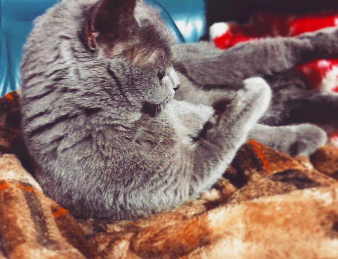 チキン南蛮カレーのルウ王子のグルメインスタ