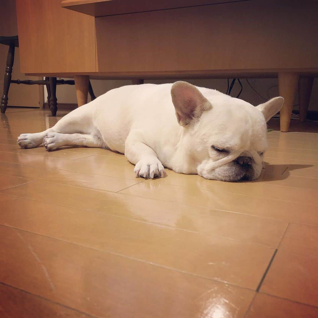 タニム（マーブル母）のインスタグラム：「* 上から見るとアルファベットの「Ｌ」みたい！ * #だからＬ寝 #マーブルＬ寝 #私のアモーレ🐷❤️」