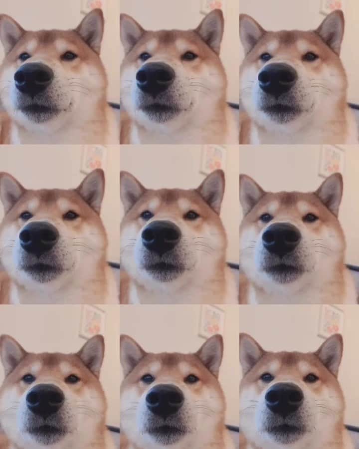 ?Fricko the Shiba Inu?のインスタグラム：「Who is ready for some sniffing??🤣🤣🐾 🐾 🐾 #FrickoandKeaton #🐶 #☀️ #shiba #shibainu #dog #柴犬 #赤柴 #黒柴  #adorable #shibalovers #shibaholics  #dogoftheday  #weeklyfluff #aww #dogstagram  #dogscorner #puppiesofinstagram #shibapuppy」