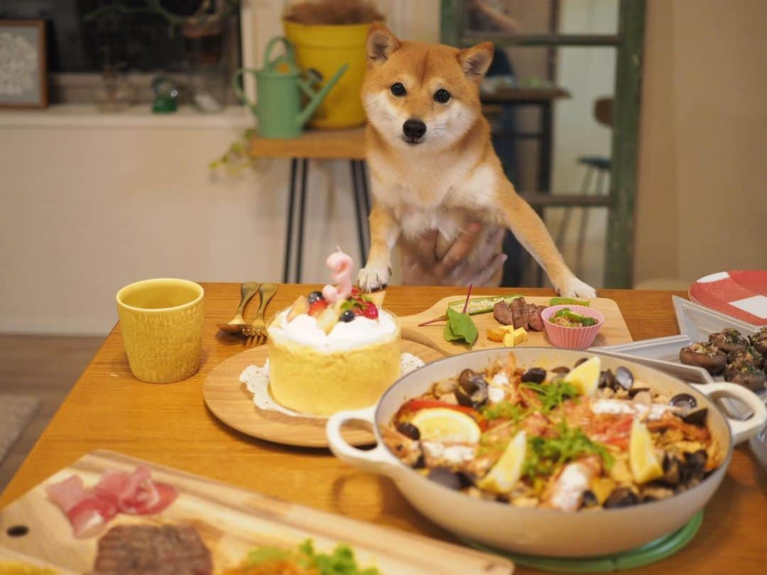 豆柴にこちゃんさんのインスタグラム写真 - (豆柴にこちゃんInstagram)「🐶🎂㊗️ 8月13日は、にこの3回目の うちの子記念日だったのに、 当日すっかり忘れてしまい😂、 本日リベンジ✨💪 . 6月の3歳のお誕生日も入院中でまともに お祝いできてなかったのでそれも兼ねて🎉 . 犬を飼うつもりなどなかったのに、 生後2カ月で運命的に出会ってしまって 我が家に突然来ることになり、 めちゃくちゃ可愛い子に育ちました😊 . 足も良くなったし、 これからまたたくさん遊ぼうね🌻 . にこのご飯にはオクラ納豆をあげました👍 . #柴犬#豆柴#pecoいぬ部#犬#わんこ#犬#ここ柴部#shibainu#dog#mameshiba#pecotv#dog#いぬのきもち部#しばいぬ#しばけん#こいぬ#シバイヌ#いぬ#イヌ#赤柴#マメシバ#ペット#日本犬#子犬#puppy#doggo#pet#시바견#강아지#개」8月18日 21時50分 - nikochan.mame48