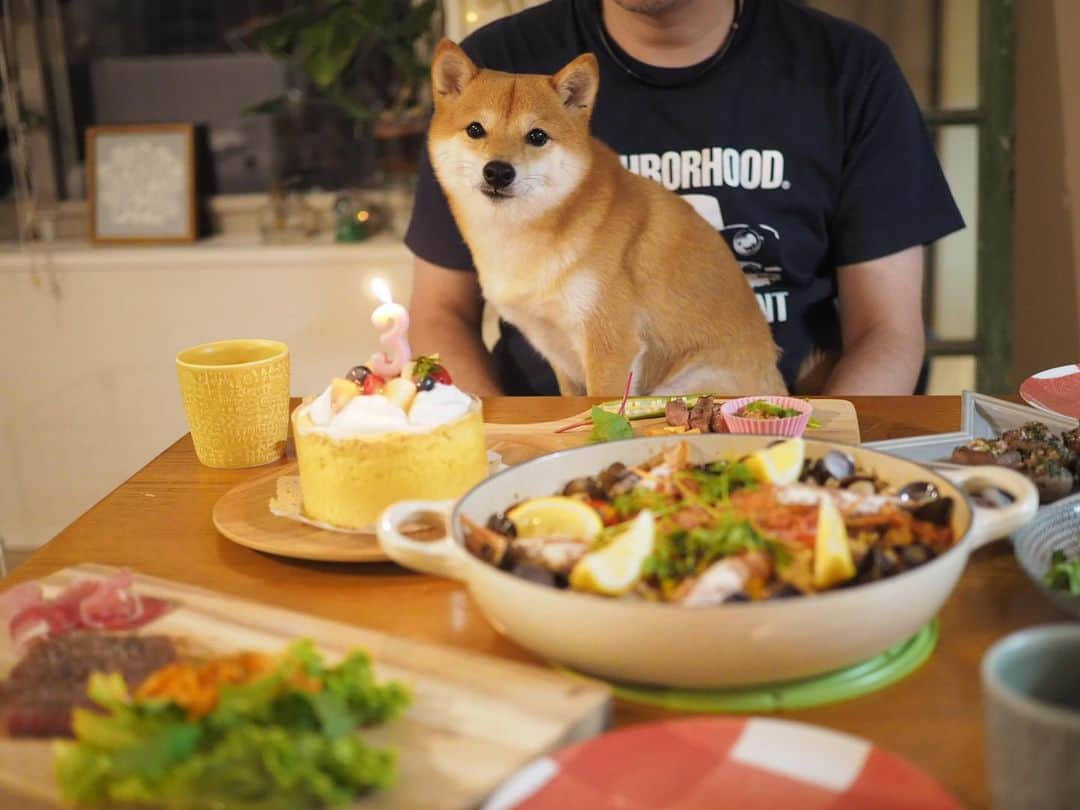 豆柴にこちゃんさんのインスタグラム写真 - (豆柴にこちゃんInstagram)「🐶🎂㊗️ 8月13日は、にこの3回目の うちの子記念日だったのに、 当日すっかり忘れてしまい😂、 本日リベンジ✨💪 . 6月の3歳のお誕生日も入院中でまともに お祝いできてなかったのでそれも兼ねて🎉 . 犬を飼うつもりなどなかったのに、 生後2カ月で運命的に出会ってしまって 我が家に突然来ることになり、 めちゃくちゃ可愛い子に育ちました😊 . 足も良くなったし、 これからまたたくさん遊ぼうね🌻 . にこのご飯にはオクラ納豆をあげました👍 . #柴犬#豆柴#pecoいぬ部#犬#わんこ#犬#ここ柴部#shibainu#dog#mameshiba#pecotv#dog#いぬのきもち部#しばいぬ#しばけん#こいぬ#シバイヌ#いぬ#イヌ#赤柴#マメシバ#ペット#日本犬#子犬#puppy#doggo#pet#시바견#강아지#개」8月18日 21時50分 - nikochan.mame48