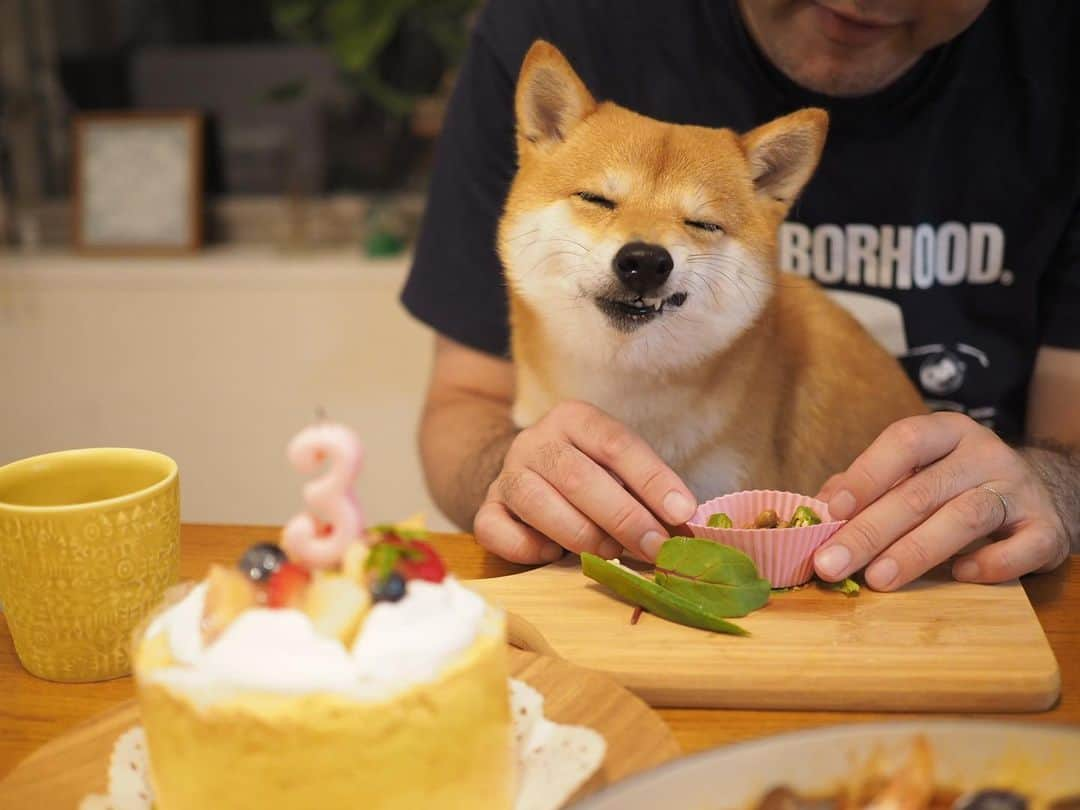 豆柴にこちゃんさんのインスタグラム写真 - (豆柴にこちゃんInstagram)「🐶🎂㊗️ 8月13日は、にこの3回目の うちの子記念日だったのに、 当日すっかり忘れてしまい😂、 本日リベンジ✨💪 . 6月の3歳のお誕生日も入院中でまともに お祝いできてなかったのでそれも兼ねて🎉 . 犬を飼うつもりなどなかったのに、 生後2カ月で運命的に出会ってしまって 我が家に突然来ることになり、 めちゃくちゃ可愛い子に育ちました😊 . 足も良くなったし、 これからまたたくさん遊ぼうね🌻 . にこのご飯にはオクラ納豆をあげました👍 . #柴犬#豆柴#pecoいぬ部#犬#わんこ#犬#ここ柴部#shibainu#dog#mameshiba#pecotv#dog#いぬのきもち部#しばいぬ#しばけん#こいぬ#シバイヌ#いぬ#イヌ#赤柴#マメシバ#ペット#日本犬#子犬#puppy#doggo#pet#시바견#강아지#개」8月18日 21時50分 - nikochan.mame48