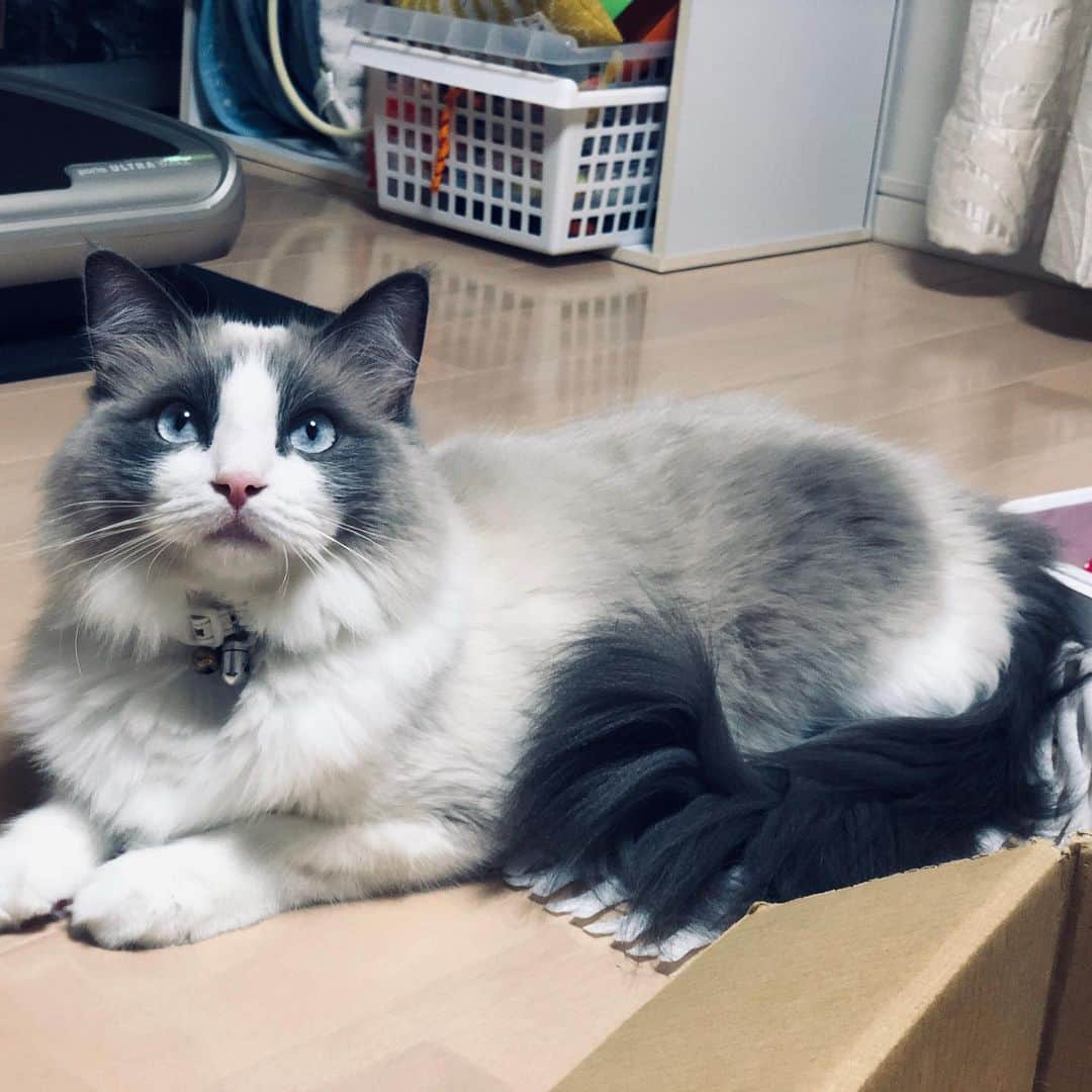 工藤麻美子のインスタグラム：「我が家のノエルくん🐈 イケメンですっ  #ラグドール #ネコスタグラム #ネコ #猫 #かわいいねこ #カワイイ #cat #cutecat #neko #好きなもの #ねこ #ねこすたぐらむ #ねこのきもち #ねこと暮らす #ねこ好き」