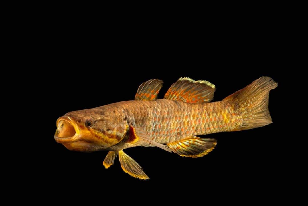 Joel Sartoreさんのインスタグラム写真 - (Joel SartoreInstagram)「Here's one we bet you've never heard of: a snakehead gudgeon. This one was photographed at Templestowe College’s Freshwater Ecology and Marine Biology Department. In the wild, this species is most often found in small and clear freshwater streams. Within this ecosystem, the gudgeon relies on muddy stream bottoms, wood debris, rocks, and leaf litter to act as cover should the fish need to perform a disappearing act. As a species that is entirely dependent on its aquatic habitat, the snakehead gudgeon is also dependent upon us to help keep streams and other waterways clean. Pick up litter on your next walk around your neighborhood and make sure everything you collect is discarded of properly. Keeping our cities clean helps to prevent litter from making its way into aquatic habitats protects many species, including the snakehead gudgeon. #snakehead #gudgeon #fish #bigmouth #freshwater #preventplasticpollution #cleanwaters #PhotoArk #savetogether」8月18日 22時05分 - joelsartore