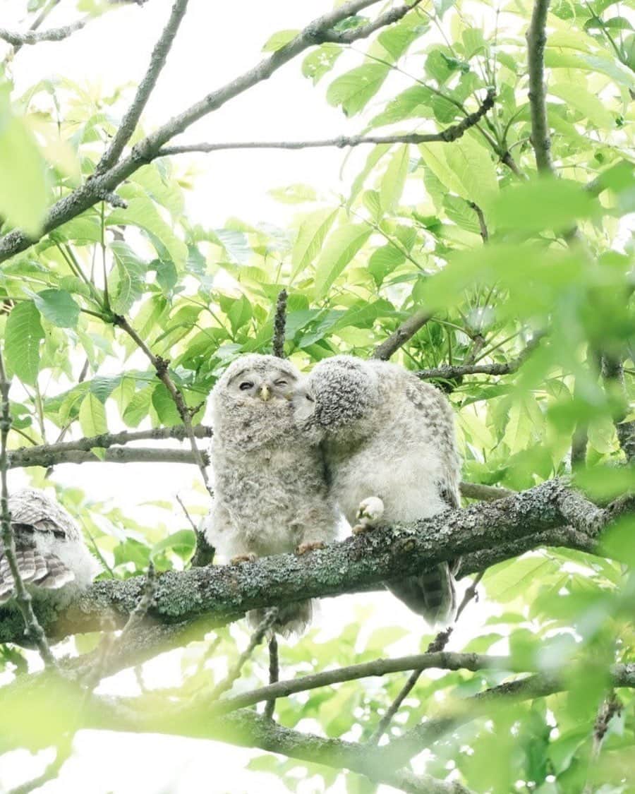 Hikaruのインスタグラム：「On good terms. . . . #instagram #instagramjapan #igersjp #東京カメラ部 #tokyocameraclub #natgeo #sony #bealpha #SonyAlpha #SonyImager #pashadelic #naturephotography #naturegeography #フクロウ #Owl #photogrena_nature #photo_shorttrip #japan #hokkaido #写真好きな人と繋がりたい #北海道 #A7RM3 #Japan_ilc #SonyAlphaAnimalPortrait」
