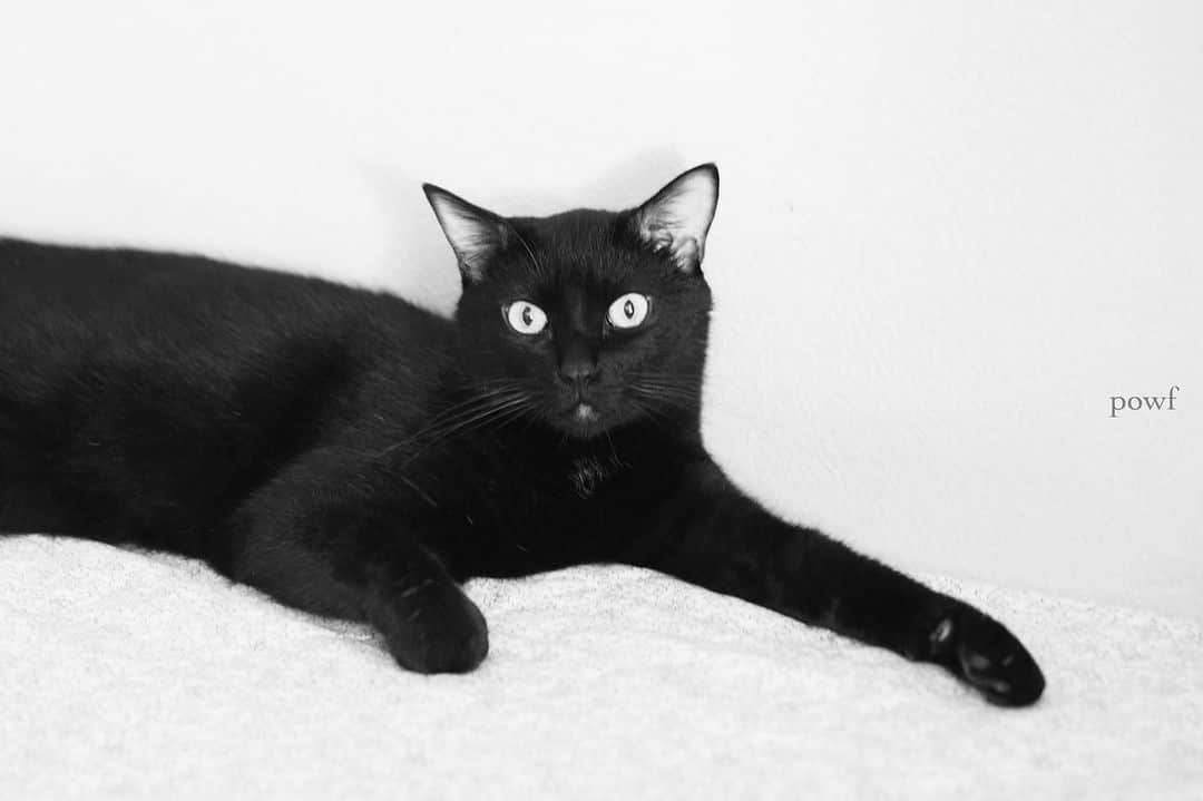 anemone_69のインスタグラム：「. #ハカセとキョウジュ #blackcat #黒猫 #cat #猫 #保護猫 . . .」