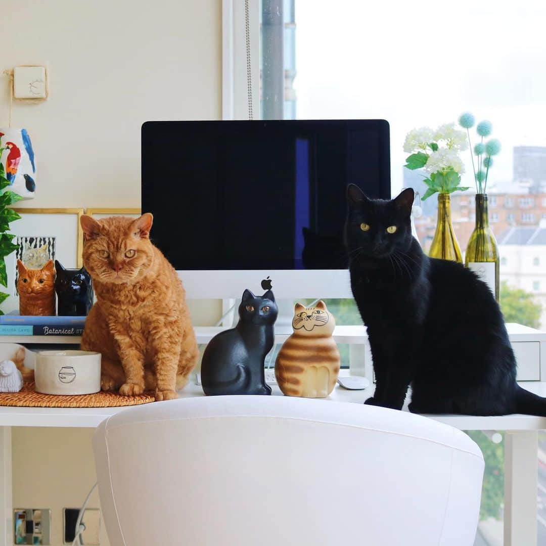 ギネス & ピムスさんのインスタグラム写真 - (ギネス & ピムスInstagram)「18/08/2019 Happy Sunday! ・ Some ceramic cats very much like Guinness and Pimms have joined our home from 🇸🇪. These pictures were taken yesterday and it was also #BlackCatAppreciationDay ! To my Guinness: as the eldest, thank you for continuously watching over your two younger and naughty brothers. Please never change: stay kind, caring, handsome and a loving member of this family☺️ ・ Enjoy the rest of your weekend! ・ ・ 1日遅れの #黒猫感謝の日 。 私の大好きな黒猫の記念日だったのに なんてこった！ そして、ごめん王子。 感謝してもし切れないです。 この世に産まれてくれてありがとう。 という事で昨日撮った王子多めでpost。 夏休みに訪れた #LisaLarson の工房から連れて帰った新入り猫たち。 ギネピムに似ていると思うんだけど どうでしょう？ ・ 凪くんがなんでも触ってしまうので、 とうとうギネピムの水入れも上へ移動する事に。 今までギネピムは物を壊したりしなかったけど凪くんは怪獣なので インテリアとか言ってる場合じゃなくなって来た。笑 ・ それでは引き続き素敵な週末を♬ ・ ・ #ギネスくん #ピムスくん #リサラーソン #猫とインテリア #北欧雑貨 #北欧」8月18日 22時23分 - rina_takei