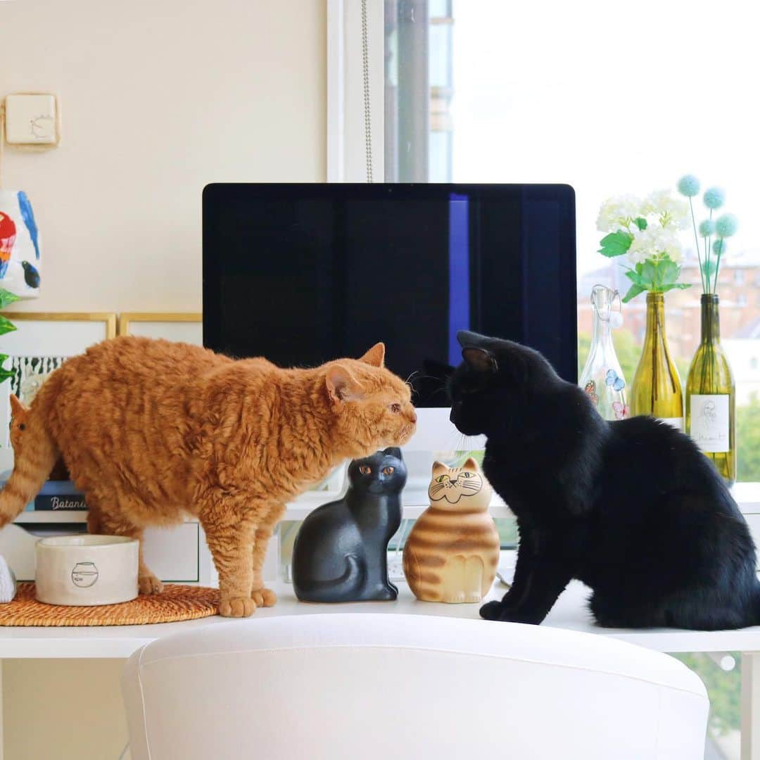 ギネス & ピムスさんのインスタグラム写真 - (ギネス & ピムスInstagram)「18/08/2019 Happy Sunday! ・ Some ceramic cats very much like Guinness and Pimms have joined our home from 🇸🇪. These pictures were taken yesterday and it was also #BlackCatAppreciationDay ! To my Guinness: as the eldest, thank you for continuously watching over your two younger and naughty brothers. Please never change: stay kind, caring, handsome and a loving member of this family☺️ ・ Enjoy the rest of your weekend! ・ ・ 1日遅れの #黒猫感謝の日 。 私の大好きな黒猫の記念日だったのに なんてこった！ そして、ごめん王子。 感謝してもし切れないです。 この世に産まれてくれてありがとう。 という事で昨日撮った王子多めでpost。 夏休みに訪れた #LisaLarson の工房から連れて帰った新入り猫たち。 ギネピムに似ていると思うんだけど どうでしょう？ ・ 凪くんがなんでも触ってしまうので、 とうとうギネピムの水入れも上へ移動する事に。 今までギネピムは物を壊したりしなかったけど凪くんは怪獣なので インテリアとか言ってる場合じゃなくなって来た。笑 ・ それでは引き続き素敵な週末を♬ ・ ・ #ギネスくん #ピムスくん #リサラーソン #猫とインテリア #北欧雑貨 #北欧」8月18日 22時23分 - rina_takei