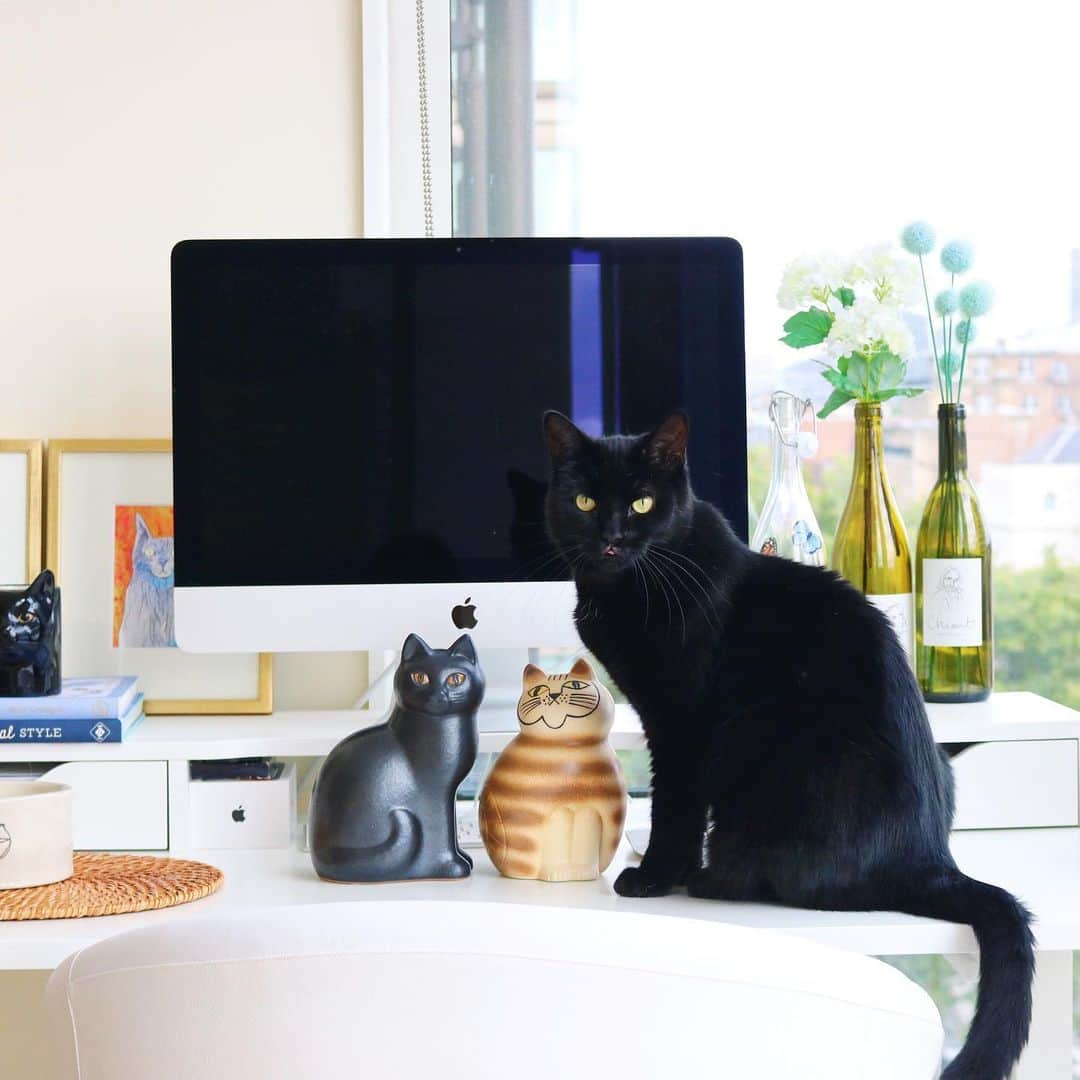 ギネス & ピムスさんのインスタグラム写真 - (ギネス & ピムスInstagram)「18/08/2019 Happy Sunday! ・ Some ceramic cats very much like Guinness and Pimms have joined our home from 🇸🇪. These pictures were taken yesterday and it was also #BlackCatAppreciationDay ! To my Guinness: as the eldest, thank you for continuously watching over your two younger and naughty brothers. Please never change: stay kind, caring, handsome and a loving member of this family☺️ ・ Enjoy the rest of your weekend! ・ ・ 1日遅れの #黒猫感謝の日 。 私の大好きな黒猫の記念日だったのに なんてこった！ そして、ごめん王子。 感謝してもし切れないです。 この世に産まれてくれてありがとう。 という事で昨日撮った王子多めでpost。 夏休みに訪れた #LisaLarson の工房から連れて帰った新入り猫たち。 ギネピムに似ていると思うんだけど どうでしょう？ ・ 凪くんがなんでも触ってしまうので、 とうとうギネピムの水入れも上へ移動する事に。 今までギネピムは物を壊したりしなかったけど凪くんは怪獣なので インテリアとか言ってる場合じゃなくなって来た。笑 ・ それでは引き続き素敵な週末を♬ ・ ・ #ギネスくん #ピムスくん #リサラーソン #猫とインテリア #北欧雑貨 #北欧」8月18日 22時23分 - rina_takei