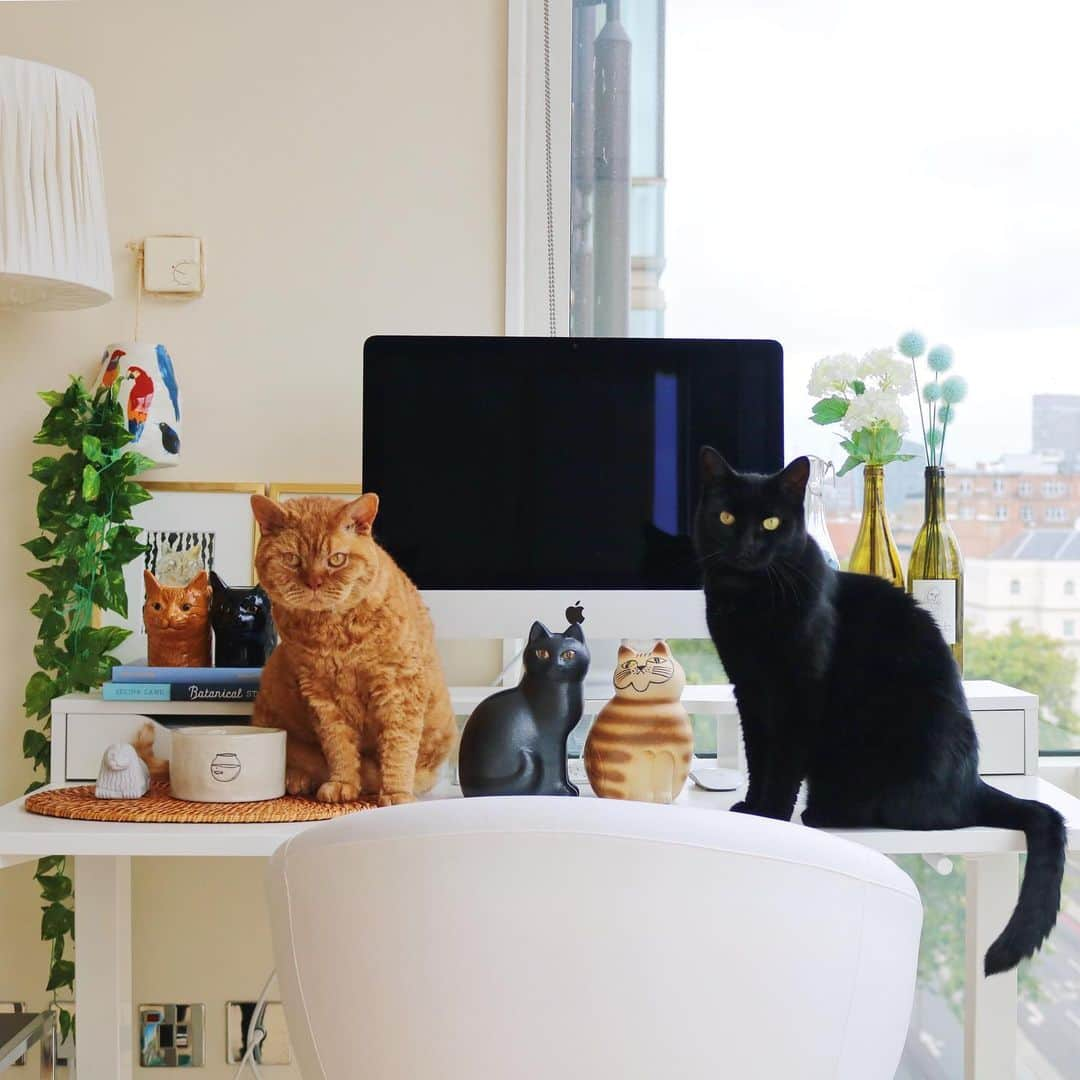 ギネス & ピムスさんのインスタグラム写真 - (ギネス & ピムスInstagram)「18/08/2019 Happy Sunday! ・ Some ceramic cats very much like Guinness and Pimms have joined our home from 🇸🇪. These pictures were taken yesterday and it was also #BlackCatAppreciationDay ! To my Guinness: as the eldest, thank you for continuously watching over your two younger and naughty brothers. Please never change: stay kind, caring, handsome and a loving member of this family☺️ ・ Enjoy the rest of your weekend! ・ ・ 1日遅れの #黒猫感謝の日 。 私の大好きな黒猫の記念日だったのに なんてこった！ そして、ごめん王子。 感謝してもし切れないです。 この世に産まれてくれてありがとう。 という事で昨日撮った王子多めでpost。 夏休みに訪れた #LisaLarson の工房から連れて帰った新入り猫たち。 ギネピムに似ていると思うんだけど どうでしょう？ ・ 凪くんがなんでも触ってしまうので、 とうとうギネピムの水入れも上へ移動する事に。 今までギネピムは物を壊したりしなかったけど凪くんは怪獣なので インテリアとか言ってる場合じゃなくなって来た。笑 ・ それでは引き続き素敵な週末を♬ ・ ・ #ギネスくん #ピムスくん #リサラーソン #猫とインテリア #北欧雑貨 #北欧」8月18日 22時23分 - rina_takei