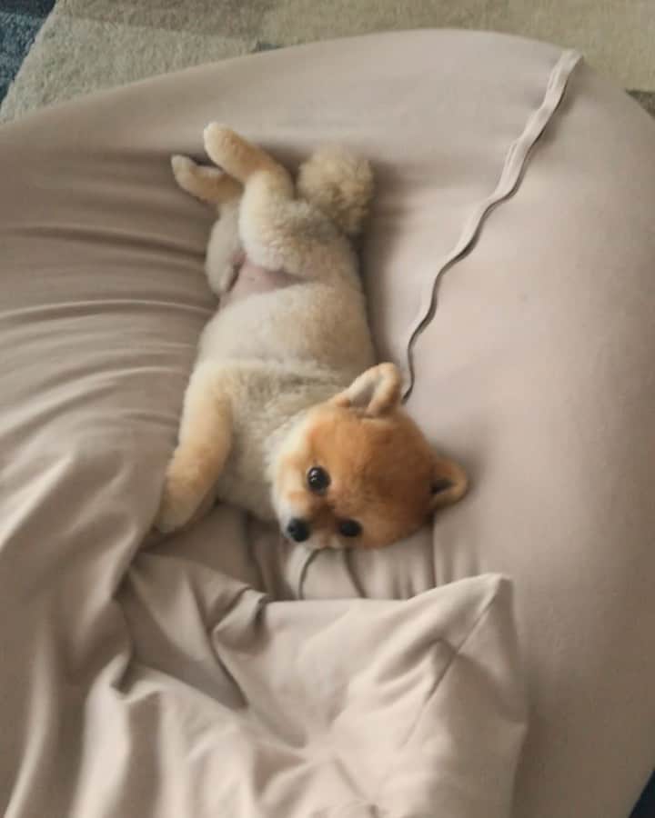 RIO POMEのインスタグラム：「なにもかもがめんどくさいようです🐶  #ポメラニアン #pomeranian  #犬 #dog #dogstagram#doglover #愛犬 #わんこ #ポメラニアン大好き #ポメラニアンが世界一可愛い #pom #ぽめらにあん #ポメ#pomeraniansofinstagram  #pomeranianlove #ふわもこ部 #いぬバカ部 #癒しわんこ#instapic#pomstagram #puppy #dogsofinstagram #cute#cutedog」