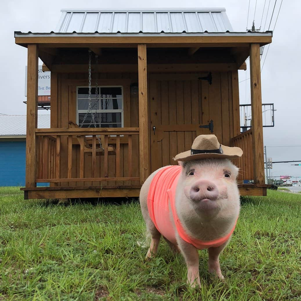 Priscilla and Poppletonさんのインスタグラム写真 - (Priscilla and PoppletonInstagram)「Farmer Pop is out house shopping for his dad and the other new piggy boys on the farm this morning. He just said this one would be good with a coat of “Bachelor Blue” paint. Oink My Goodness! Am I the only feeling like there is going to be a frat house on pig row soon? (I think Pop is planning on attending some of the parties, too)🐷🍺🏡#fathersongoals #PoppaKandPop . On a serious note, thOINK you so much to those of you who have purchased a shirt and/or donated to our house fund and new pig pen for these sweet boys. We appreciate your support so much. There are seven days left in this campaign, so if you would still like to help, click the link in our bio. And please be sure to follow @prissyandpops_helpinghooves, so you can see all piggy shenanigans that happen when the house arrives in the next few weeks.🐷🤠#prissyandpopshelpinghooves #frathouse #farmerpop #lendahoof #PrissyandPop」8月18日 22時52分 - prissy_pig