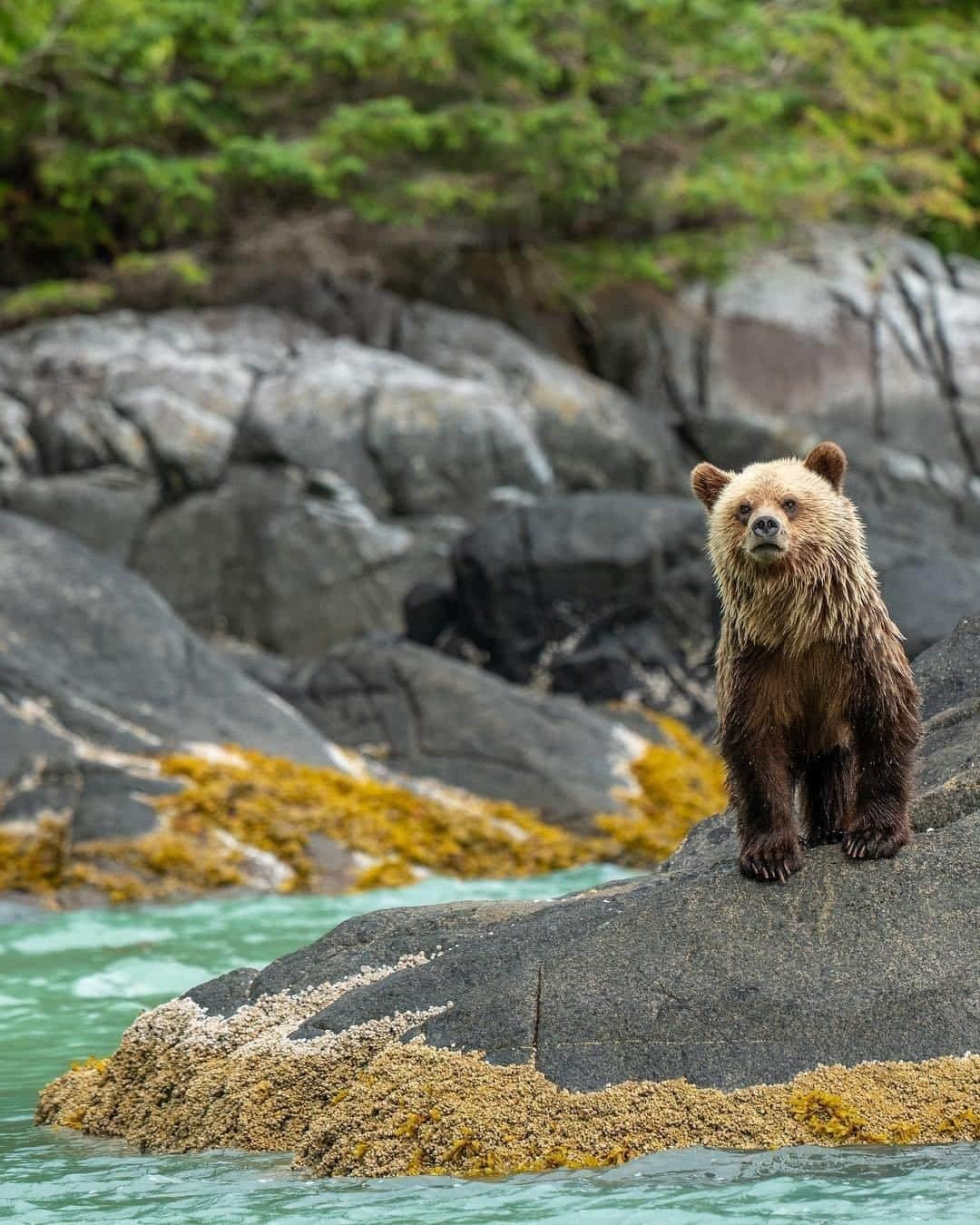 Explore Canadaさんのインスタグラム写真 - (Explore CanadaInstagram)「This juvenile grizzly bear is perfectly poised for his photo op! Glendale Cove in Knight Inlet, is home to one of the largest concentrations of grizzly bears in British Columbia. There are a few different ways that you can safely view them in the wild. On Vancouver Island, book a boat tour with @tideripgrizzly, departing daily from Telegraph Cove in the spring and summer. If you want to stay where the action is, spend a few days at the floating @knightinletlodge. #ExploreCanada⁠ .⁠ 📷: @gabriel.gorman ⁠ 📍: @TourismVancouverIsland, @hellobc⁠ .⁠ #ExploreBC #ExploreVancouverIsland」8月18日 23時00分 - explorecanada