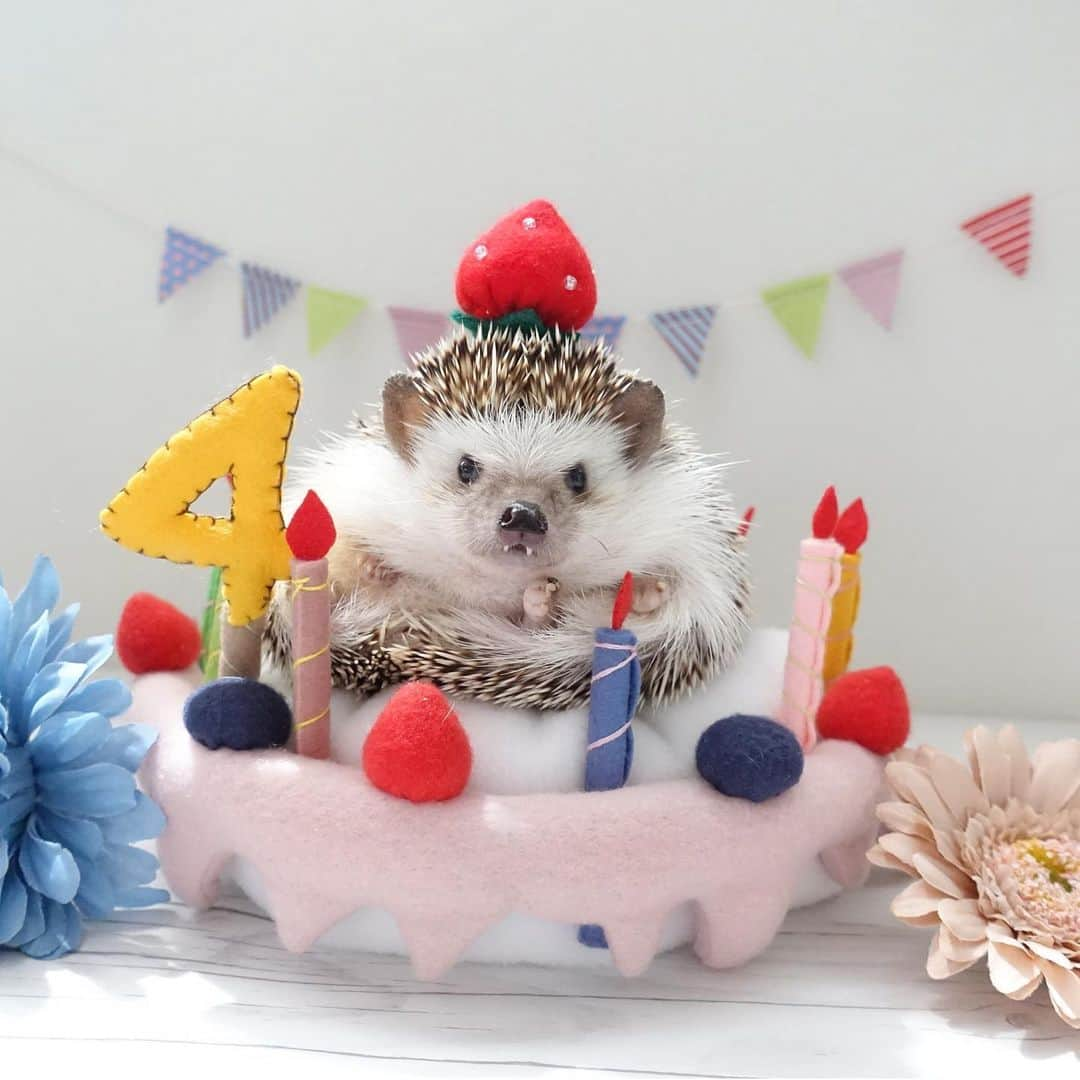 ラド&ティンクさんのインスタグラム写真 - (ラド&ティンクInstagram)「* Congrats on your 4th birthday.🎂 * model ： Tink * * ティンクは @hedgehogcafe_roppongi から 2015年の10月にお迎えしました。 * 誕生日は2015年の8月。 なので、今月はティンクの誕生月です。 今年の2月の精密検査で心臓肥大の疑いで最低量の心臓のお薬を飲んでいますが、大きな病気もなく、とても元気です❤️ アカウントのラドパパ、ティンク共に4歳迎えられて、幸せです😊😊 ティンクの子供は9匹、孫は17匹、ひ孫1匹。 まだまだ増えそうで嬉しい。 いつか、ティンクの血を引き継いだ子をお迎えできたら、嬉しい❤️ * * @tsukunen618 さんのケーキクッション @ayabribrick さんのガーランド @tacakotan さんのカラフルいちご * * #ティンク #4歳 #はりねずみ #ハリネズミ #針鼠 #ヨツユビハリネズミ #ヘッジホッグ  #ペット #ふわもこ部 #モフモフ #hedgehog #pygmyhedgehog #lovelypet #cuteanimals #hedgehogfamily #hedgie #Hérisson #igel#riccio #Erizo #고슴도치 #刺猬 #pecotv」8月18日 23時01分 - rado_pompon