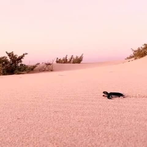 ヴァレリー・カウフマンのインスタグラム：「Walking in support of this little buddy 💗 with @NoMorePlasticCo’s #WalkWithUsChallenge to inspire and guide people to think about the plastic they use.  It’s something that I myself find easy to forget in day to day life - from water bottles to packaging, plastic that finds its way to our oceans can have a huge impact on these creatures’ well-being 🐢 #NoTimeToWaste」