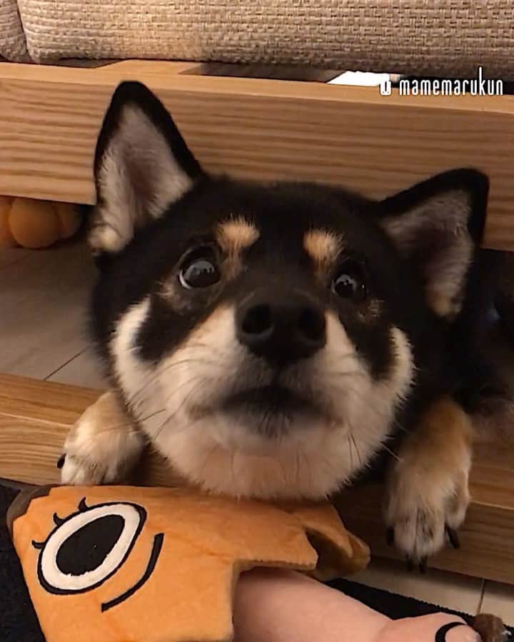 まめ丸のインスタグラム：「* * 夏🏝っておばけ👻がでるってほんと🐶💦 ❓ ぼくはおばけさん👻みたことないけど こわいのかなー🐶❓❓ * hide-and-seek♪ I hid under the sofa🐶💓 * #どんなおかおしてるのかな #ぼくやっつけられるかな #ソファの下のまめ丸 シリーズ * #柴犬#豆柴#柴#黒柴#黒豆柴#犬#ふわもこ部#shiba#shibainu#shibastagram#shibadog#puppy#instadog#dogstagram#dog#mameshiba#instashiba#petstagram#pet#buzzfeedanimals#cute#cutedog#강아지#멍스타그램#doglover」