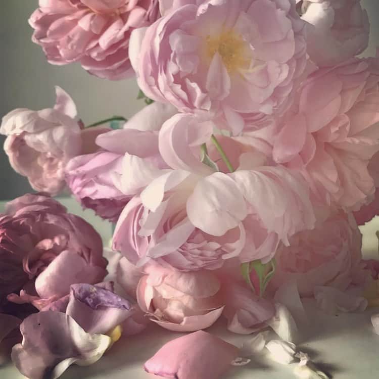 アレクシマビーユさんのインスタグラム写真 - (アレクシマビーユInstagram)「Crush on Nick knight flowers pictures @nick_knight #pink #roses #flowers #soft #flowerpower #palepink #pastels #pinks #shadesofpink #romanticism #nickknight #alexismabille」8月18日 23時49分 - alexismabille