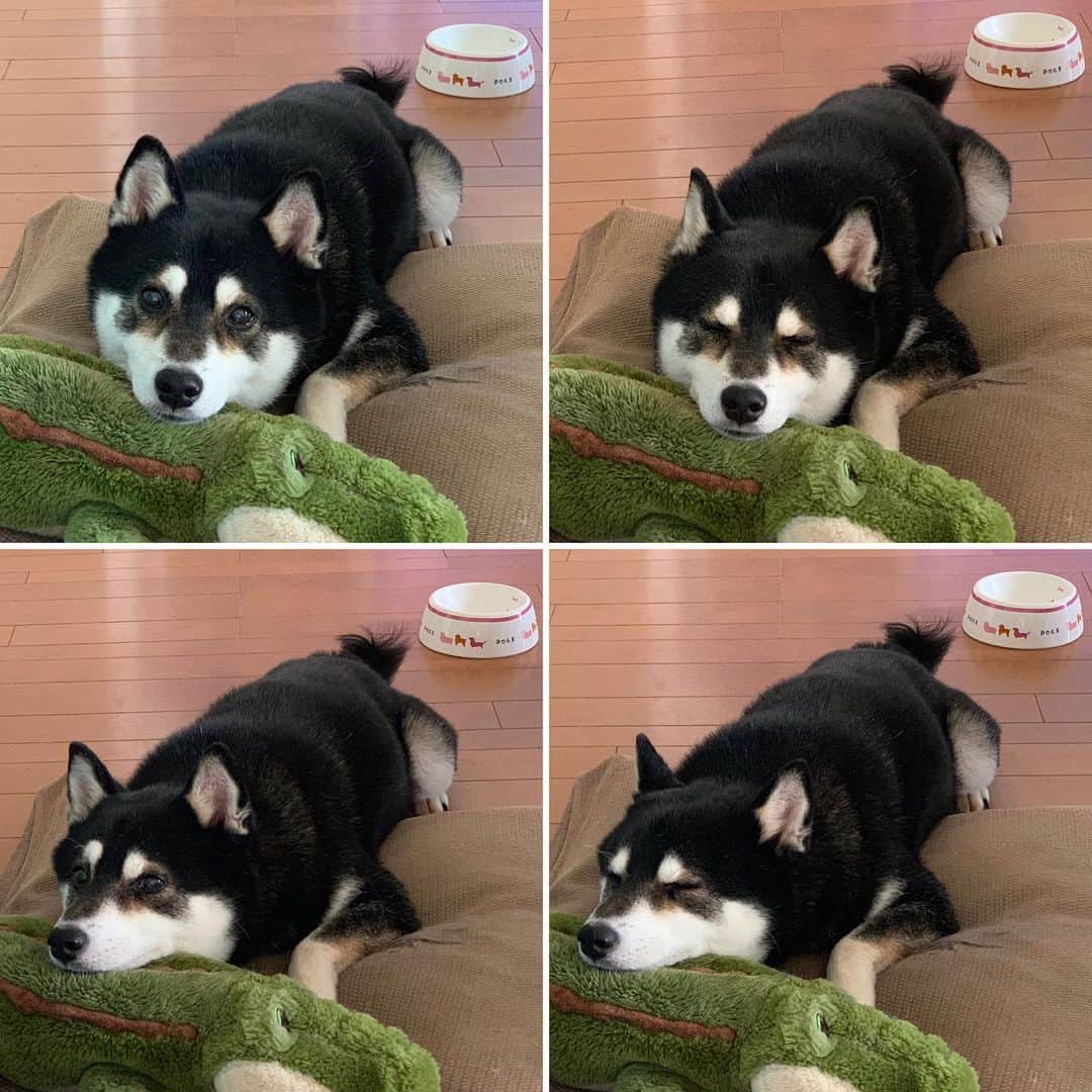 くろさんのインスタグラム写真 くろinstagram 豆がかわいい 犬かわいいよ Kuroshiba Blackshiba Shibainu Shibastagram Instadog Dogstagram 柴犬 黒柴 黑柴 日本犬 和犬 シニア犬 癒し犬 いぬら部 ふわもこ部 柴犬部 モフモフ生命体 柴犬の