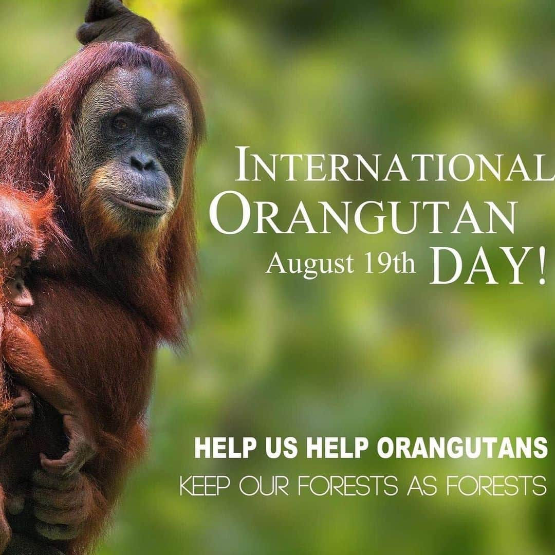 OFI Australiaさんのインスタグラム写真 - (OFI AustraliaInstagram)「Happy International Orangutan Day!  A day to show our love for orangutans.  You can say no to palm oil, foster an orangutan, donate, wear orange, buy orangutan merchandise, spread the word to your family and friends or take action in your own way to help save and protect this amazing and critically endangered species. Please visit our website - see below - for more info. _________________________________ 🐒 OFIA Founder: Kobe Steele 💌 kobe@ofiaustralia.com | OFIA Patron and Ambassador: @drbirute @orangutanfoundationintl www.orangutanfoundation.org.au 🐒  #orangutan #orphan #rescue #rehabilitate #release #BornToBeWild #Borneo #Indonesia #CampLeakey #orangutans #savetheorangutans #sayNOtopalmoil #palmoil #deforestation #destruction #rainforest #instagood #photooftheday #environment #nature #instanature #endangeredspecies #criticallyendangered #wildlife #orangutanfoundationintl #ofi #drbirute #ofi_australia #ofia #FosterAnOrangutanToday」8月19日 9時36分 - ofi_australia