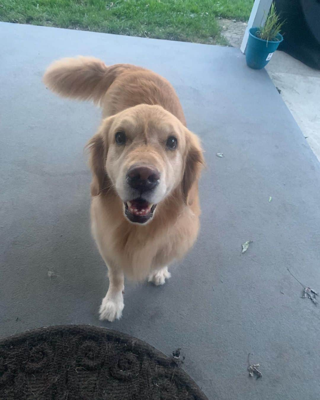 モヒートさんのインスタグラム写真 - (モヒートInstagram)「I hope everyone had a great weekend! We’ve been busy taking care of mommy 💜 ------------------------------- #goldensofig #goldenretriever  #goldenretrieversofinstagram #betterwithpets #dogsofig  #dogsofinstagram #fluffypack #gloriousgoldens #welovegoldens #ilovemydog #goldenlife #bestwoof #ProPlanDog #ilovegolden_retrievers #mydogiscutest #retrieversgram #dogsofcle」8月19日 9時38分 - mojito_rose_family