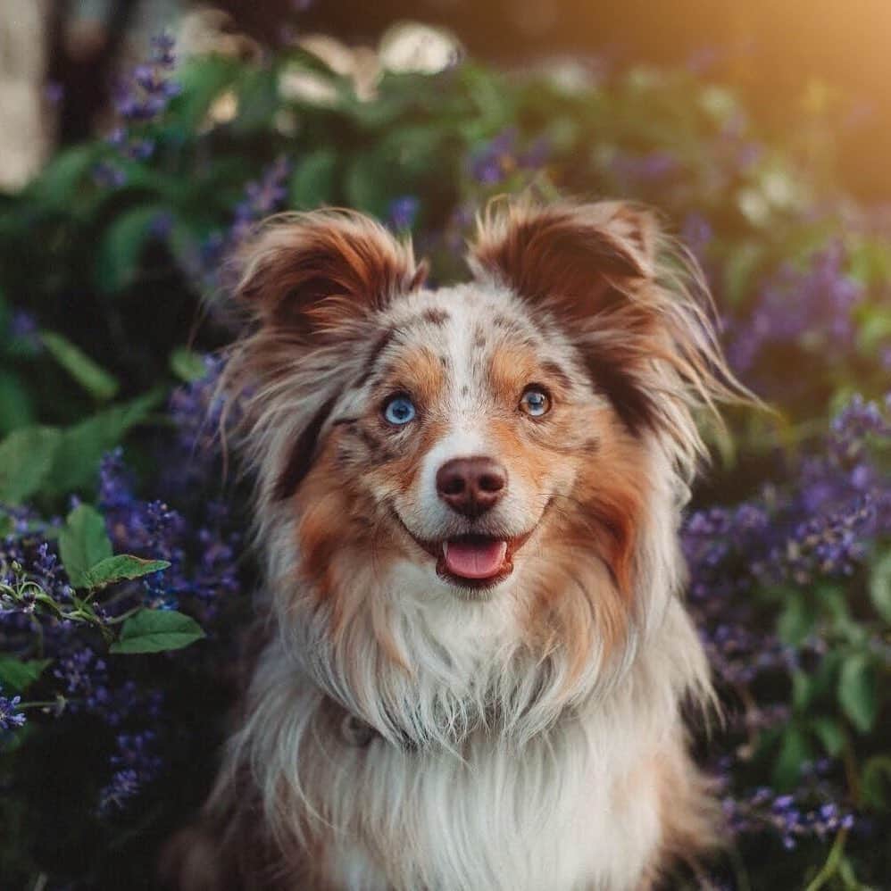 DogsOf Instagramのインスタグラム：「“I’d much rather be smelling the flowers than posing for a photo, but a nice photo makes my hooman happy so 🤷‍♂️” writes @kota.aussie  #dogsofinstagram」