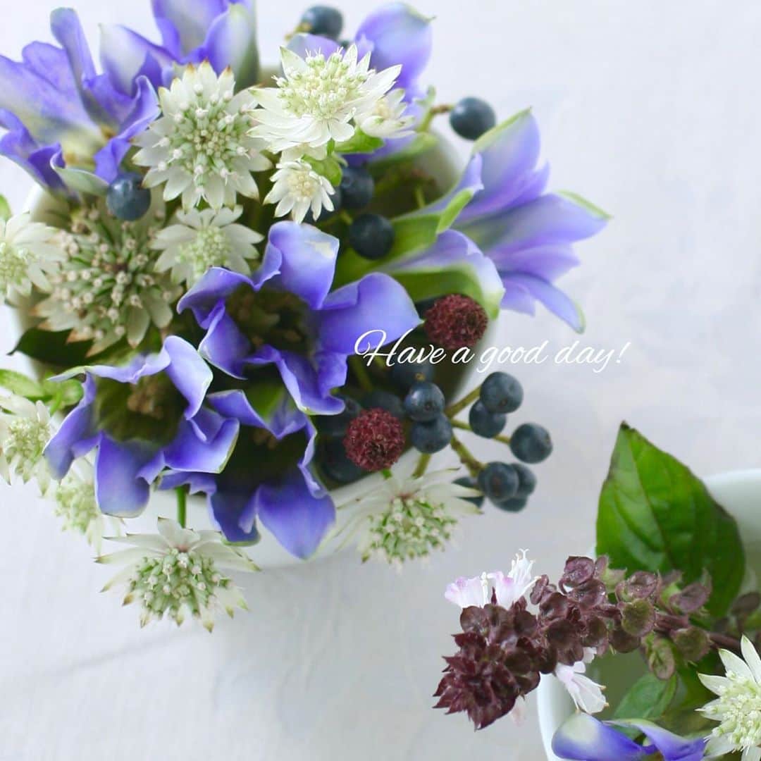 雑誌『花時間』さんのインスタグラム写真 - (雑誌『花時間』Instagram)「おはようございます。お盆ウィークが明け、今日から本格始動。青い花でも飾って、気分をシャッキリさせませんか？  このpicではリンドウ。でも、よく見かけるものと違う？  花がパチッと開く「ミヤマ」系のリンドウ。もうすぐお花屋さんに並び始めるんです。ミヤマを漢字で書くと「深山」。高山に自生するミヤマリンドウの切り花バージョンです。茎が繊細なので長いままいけてよし、短く切り分けてもよし！  小さな草花たちととてもよく似合うリンドウです。備忘録にぜひ、お書き留めを〜✏️ では、今週も元気smile😊😊😊で頑張りましょう！  by ピーターパン  #flowers #flowerslovers #flowerstagram #flowerarrangement #blueflowers  #花時間 #花時間201９ #花好き #花藝 #花好きな人と繋がりたい #花が好きな人と繋がりたい #花のある生活 #花のある暮らし #Japanesegentian #Greatmasterwort  #リンドウ #青い花が好き #ミヤマリンドウ #アストランチア #アストランティア  #小さな秋 #残暑お見舞い #草花が好き #花を飾る #花を飾る生活 #花の写真部  #青と白 #マリンカラー #botanicallife  #花屋さんへ行こう」8月19日 9時42分 - hanajikan_magazine