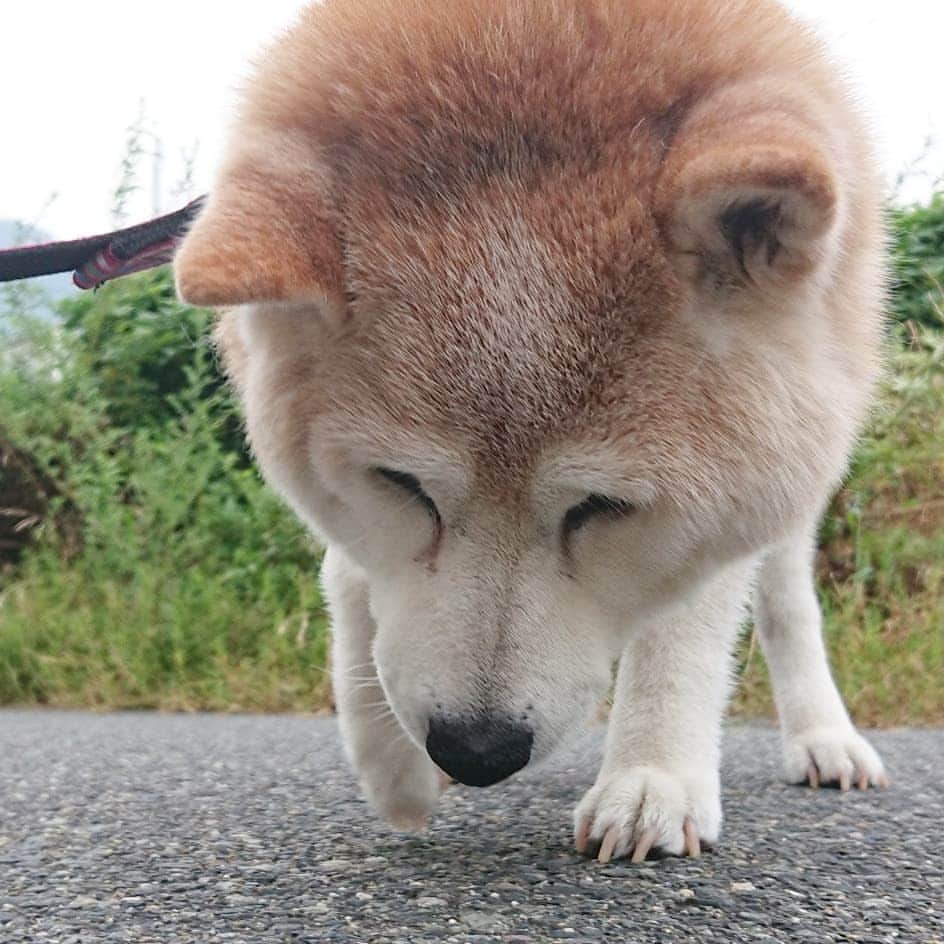 柴子さんのインスタグラム写真 - (柴子Instagram)「おはようございます。 今朝は曇り空。風もありやや涼しめ。 柴子(仮名)さん、半分寝てませんか？(笑) #柴犬　#shibainu #shibastagram」8月19日 9時55分 - senogawadogs