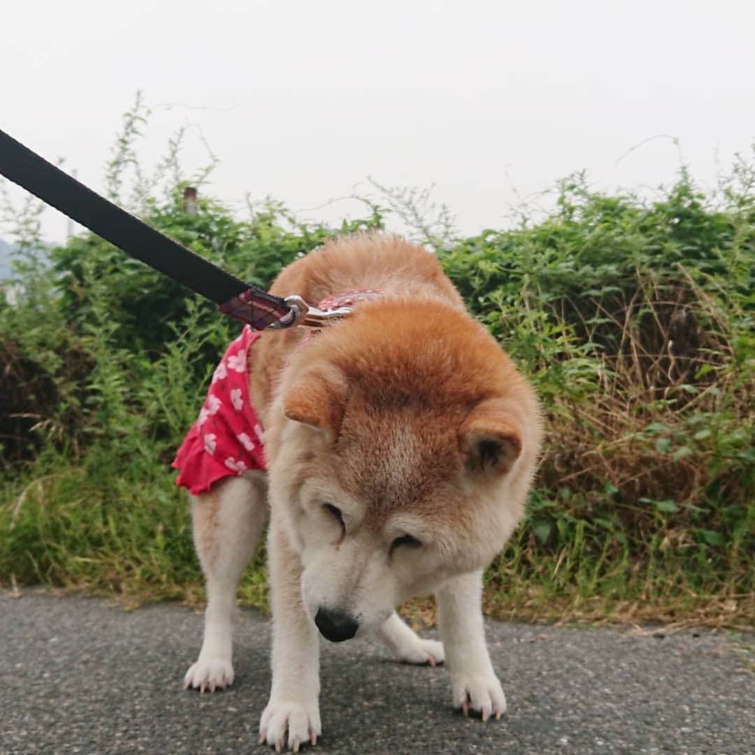 柴子さんのインスタグラム写真 - (柴子Instagram)「おはようございます。 今朝は曇り空。風もありやや涼しめ。 柴子(仮名)さん、半分寝てませんか？(笑) #柴犬　#shibainu #shibastagram」8月19日 9時55分 - senogawadogs