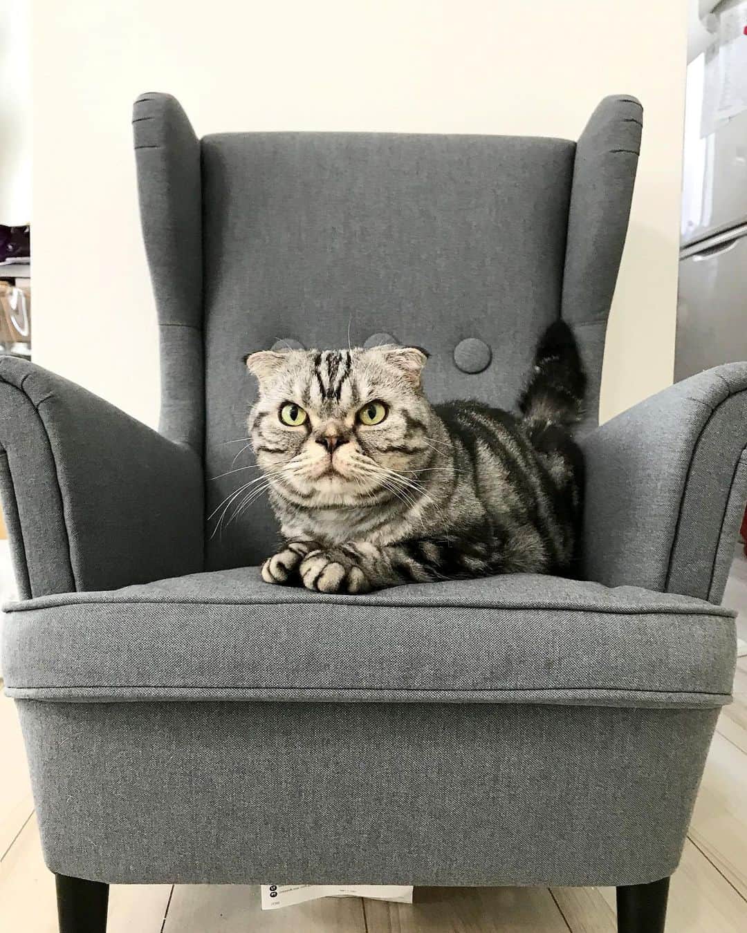 Shishi-maruのインスタグラム：「👑お気に入り 👑Recent favorite ーーーーーーーーーーー 📕「ぷっちねこ。」「3匹のちいさな猫を召喚できたなら」「ちいさな猫を召喚できたなら」徳間書店より単行本発売中 ーーーーーーーーーーー ⭐︎ねこ漫画を描いています→@tacos_cat 🐱公式→@chiisanacat 🌺Twitter →@taco_emonemon ーーーーーーーーーーー」