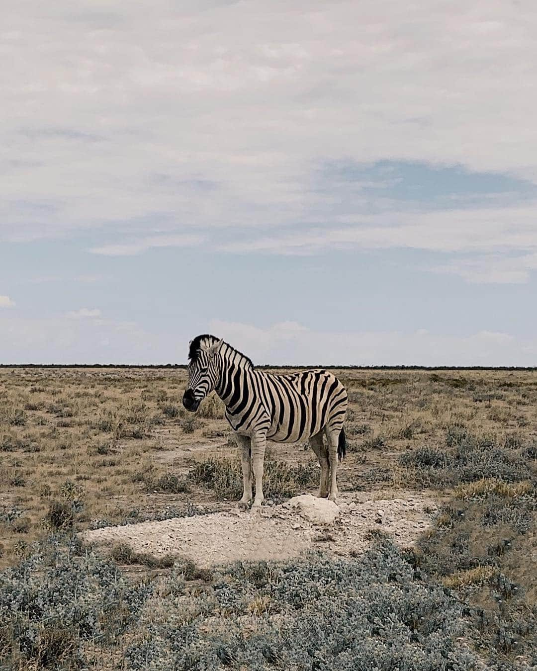 appleさんのインスタグラム写真 - (appleInstagram)「“My photographic curiosities have helped me be more open-minded. It’s humbling to realize what a tiny place we occupy in this world. Maybe that’s why my images have such interesting perspectives on environment and scale.” #landscape #ShotoniPhone by Daniel H. @holydanoly」8月19日 1時47分 - apple