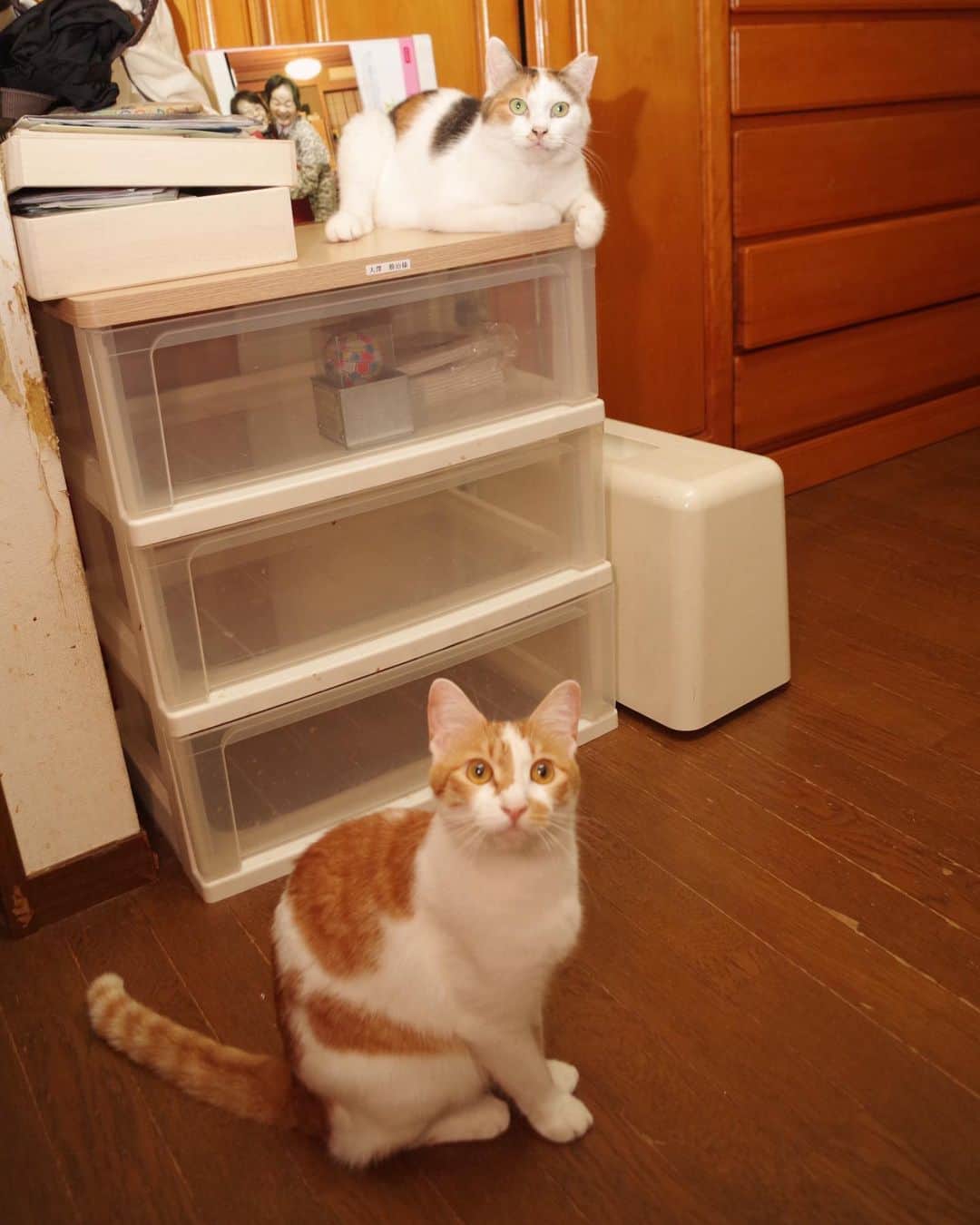 Kachimo Yoshimatsuさんのインスタグラム写真 - (Kachimo YoshimatsuInstagram)「居間にいる時間が、ちょっとずつ増えてます。#uchinonekora #mikeko #oinari #neko #cat #catstagram #kachimo #猫 #ねこ #うちの猫ら http://kachimo.exblog.jp」8月19日 2時34分 - kachimo