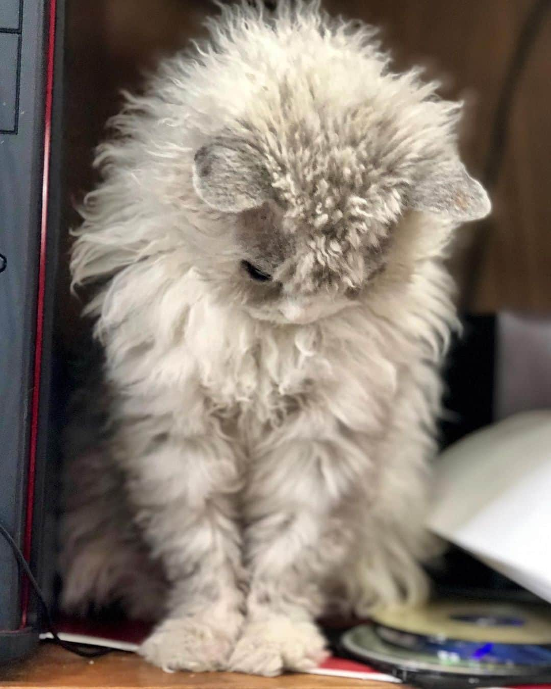 アルベルトさんのインスタグラム写真 - (アルベルトInstagram)「Omg, I have paws. Maybe I’m not human? Nah, I rival these co- workers on wit, smarts & snark. Shh - don’t tell.  #pompousalbert #officecats」8月19日 2時49分 - pompous.albert