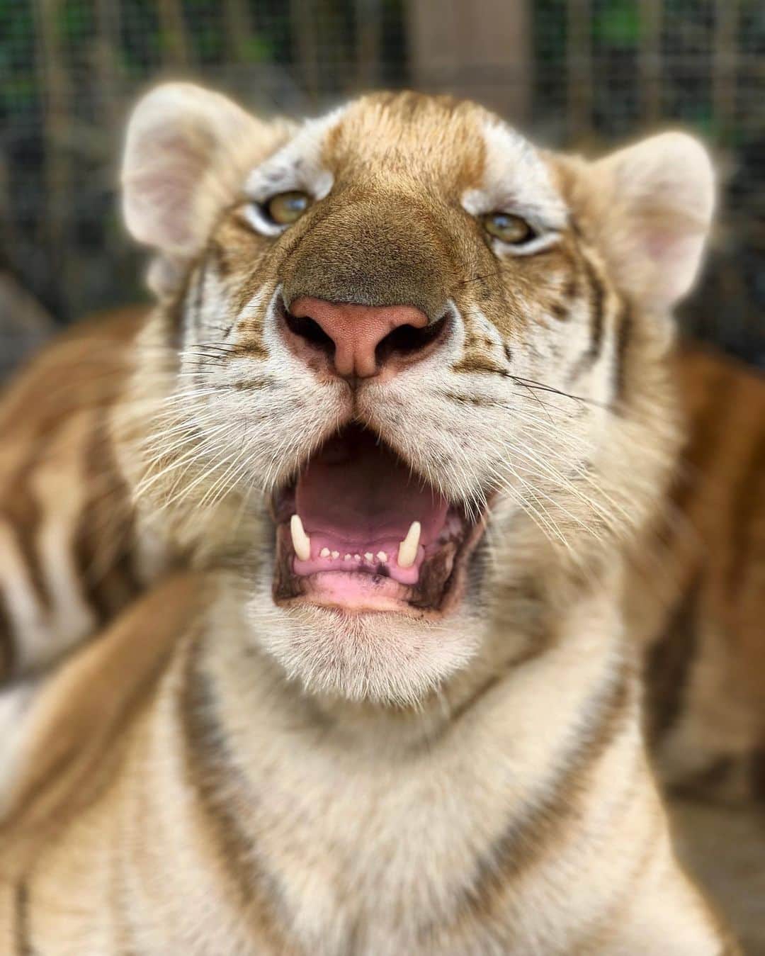 Zoological Wildlife Foundationさんのインスタグラム写真 - (Zoological Wildlife FoundationInstagram)「Happy Sunday from our big boy Rajah!🐯😍💚✨ #tiger #tabbytiger #endangeredspecies #conservation #zwfmiami #zwf」8月19日 3時17分 - zwfmiami