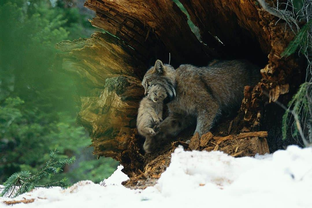 National Geographic Creativeさんのインスタグラム写真 - (National Geographic CreativeInstagram)「Photo by @amytoensing | A mother lynx moves her litter when humans come near so biologists limit their work with newborns. #Lynx #Colorado #Wildlife」8月19日 4時36分 - natgeointhefield