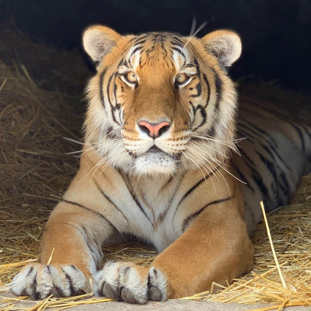 Black Jaguar-White Tiger さんのインスタグラム写真 - (Black Jaguar-White Tiger Instagram)「La Nic Nic Nic... #LasComadresBJWT #SaveTigers  Pic by @jamiemichellevine」8月19日 5時02分 - blackjaguarwhitetiger