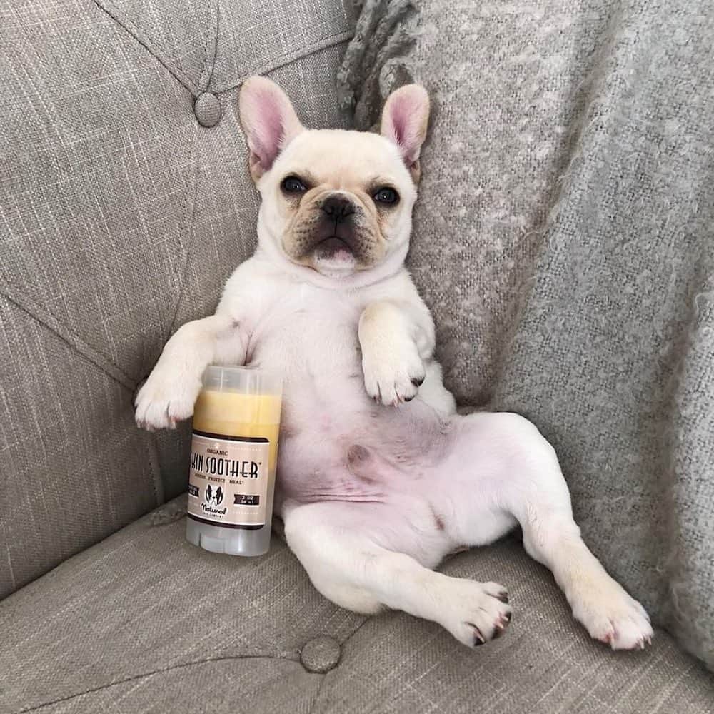 Regeneratti&Oliveira Kennelさんのインスタグラム写真 - (Regeneratti&Oliveira KennelInstagram)「Got itchy paws? Rashes? Scratches? Every dog should have #skinsoother available for treating all kinds of infections, including bacterial, fungal and yeast. It also heals wounds fast while reducing scarring. Made by @naturaldogcompany so you know it’s all-natural, completely safe, and satisfaction guaranteed! . ⭐ Save 20% off @naturaldogcompany with code JMARCOZ at NaturalDog.com | worldwide shipping | ad 📷: @fourfrenchies . . . . . #frenchbull #frenchbulldogs #frenchie #bullypics #bulldogs #frenchbulldoglife #法国斗牛犬 #frenchbulldogpuppy #frenchyfanatics #frenchielovers #frenchielove #buhistagram #frenchielife #frenchbulldogsofinstagram #franskbulldog #frenchiebulldog #frenchiephotos #buhigram #frenchbulldog #frenchiegram #bullys」8月19日 5時14分 - jmarcoz