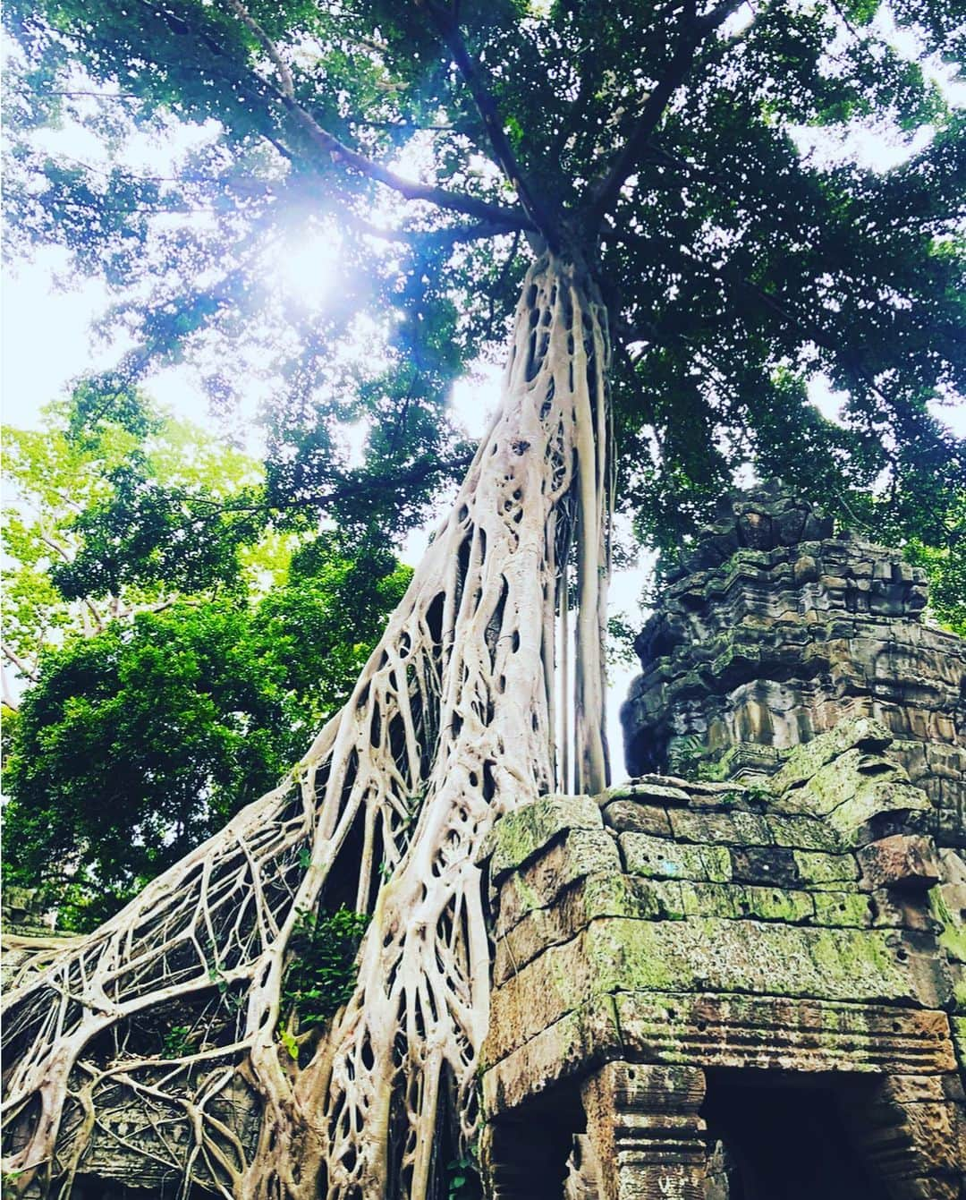 福田ゆみさんのインスタグラム写真 - (福田ゆみInstagram)「ただいまー。帰国。 ジブリ作品の中で子供の頃から「天空の城ラピュタ」1番好きで呪文のおまじないを今でも言えるほど何回も見た。 アンコールワットはまるでラピュタの世界に来たみたいだった。胸が高鳴る。 素敵だったなー。 #アンコールワット  #アンコールトム  #タプロム  #寺院 #遺跡  #壮大  #カンボジア #旅  #世界遺産  #ラピュタ #ジブリ  #福田ゆみ」8月19日 10時56分 - yumifukuda0511