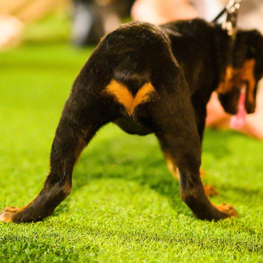 The Dogistさんのインスタグラム写真 - (The DogistInstagram)「Kuma, Rottweiler (14 w/o), Domino Park, Brooklyn, NY • “She has a heart on her butt.”」8月19日 5時41分 - thedogist