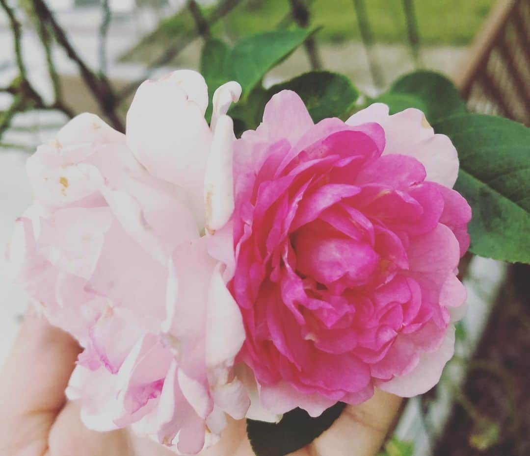 小野真弓さんのインスタグラム写真 - (小野真弓Instagram)「おはようございます☀ 春に植えた薔薇がキレイです〜🌹 濃いピンクから、日に日に薄くなっていくので、同じ花でもグラデーション(*´꒳`*)✨可愛い😍 #薔薇#ピンク#グラデーション 🐶ハルに植えた薔薇のハナ🐶#いぬばか部」8月19日 6時03分 - hanaharuaroi