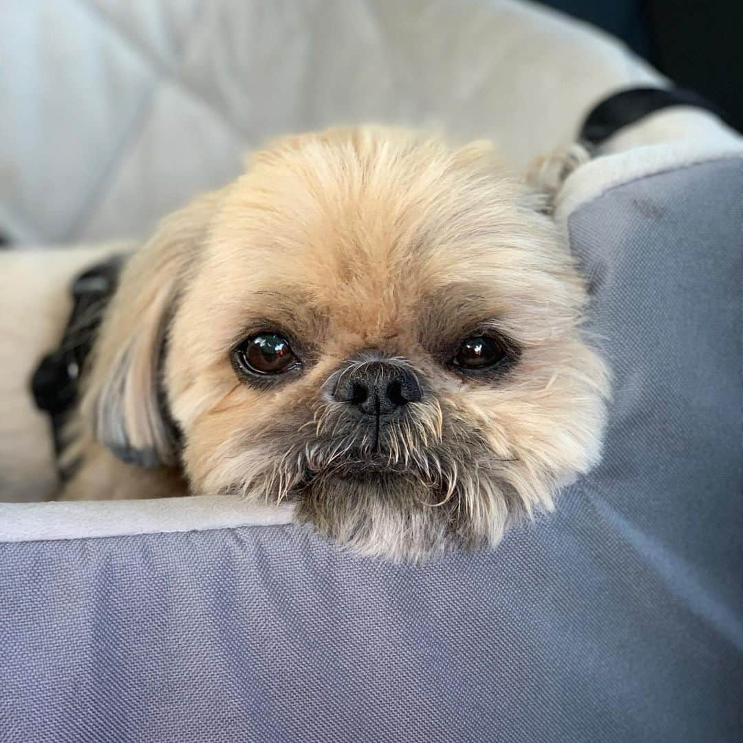 Dougie the Shih Tzuさんのインスタグラム写真 - (Dougie the Shih TzuInstagram)「❤️🐶❤️」8月19日 6時20分 - dailydougie