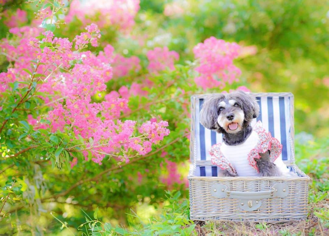 中野区在住のミニシュナのInstagramのインスタグラム